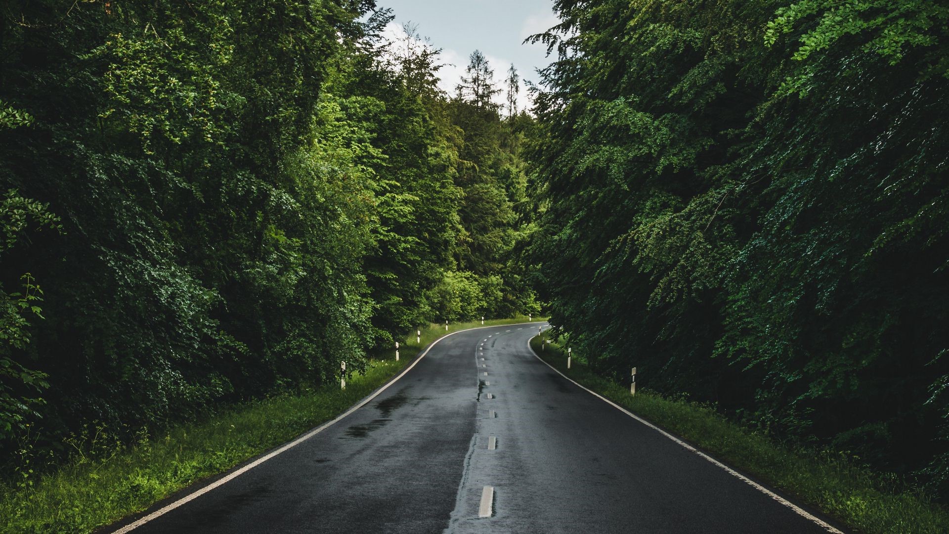 Wet road through a dense green forest HD Wallpaper