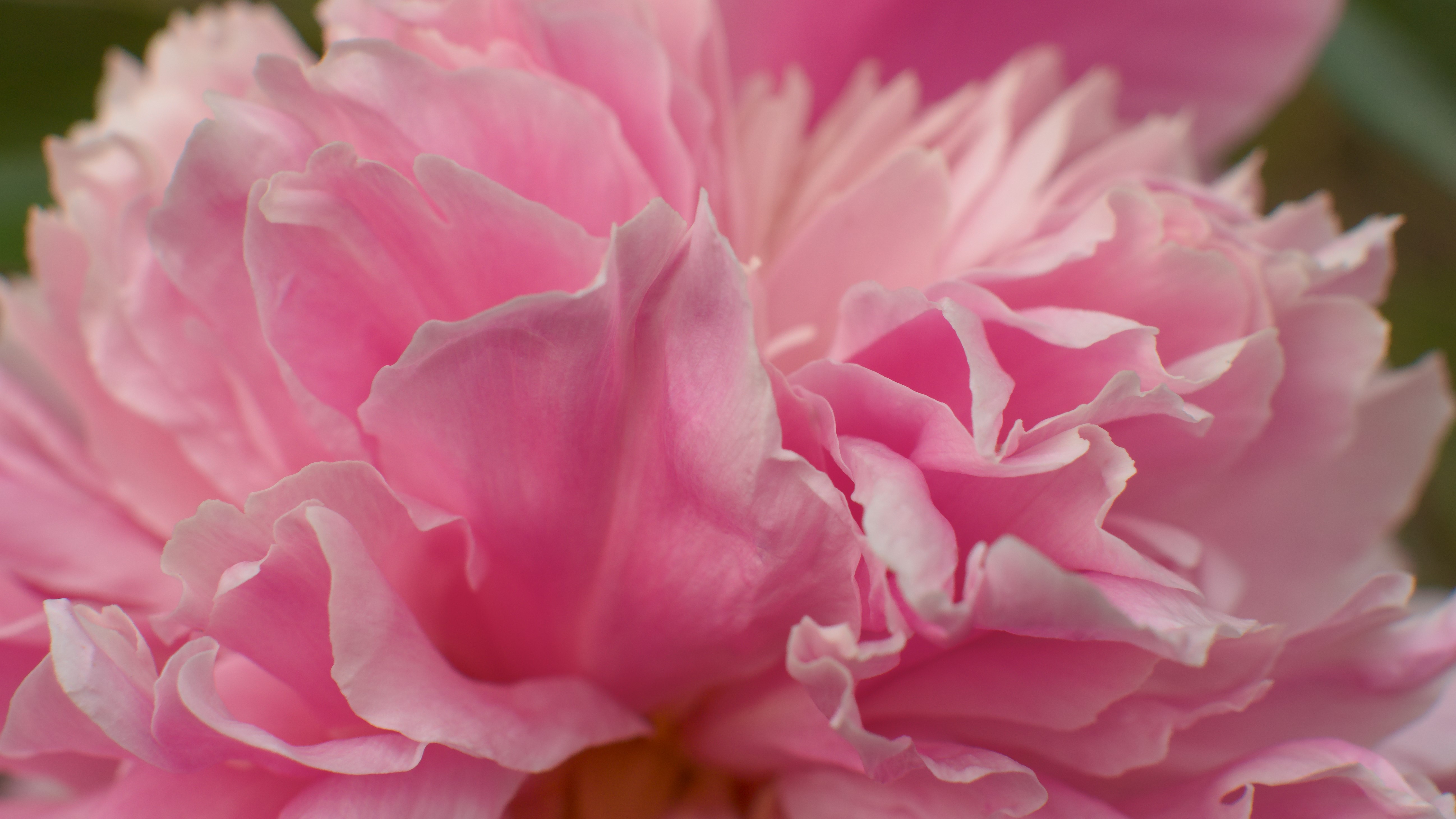 4K Pink Peony Macro HD Wallpaper
