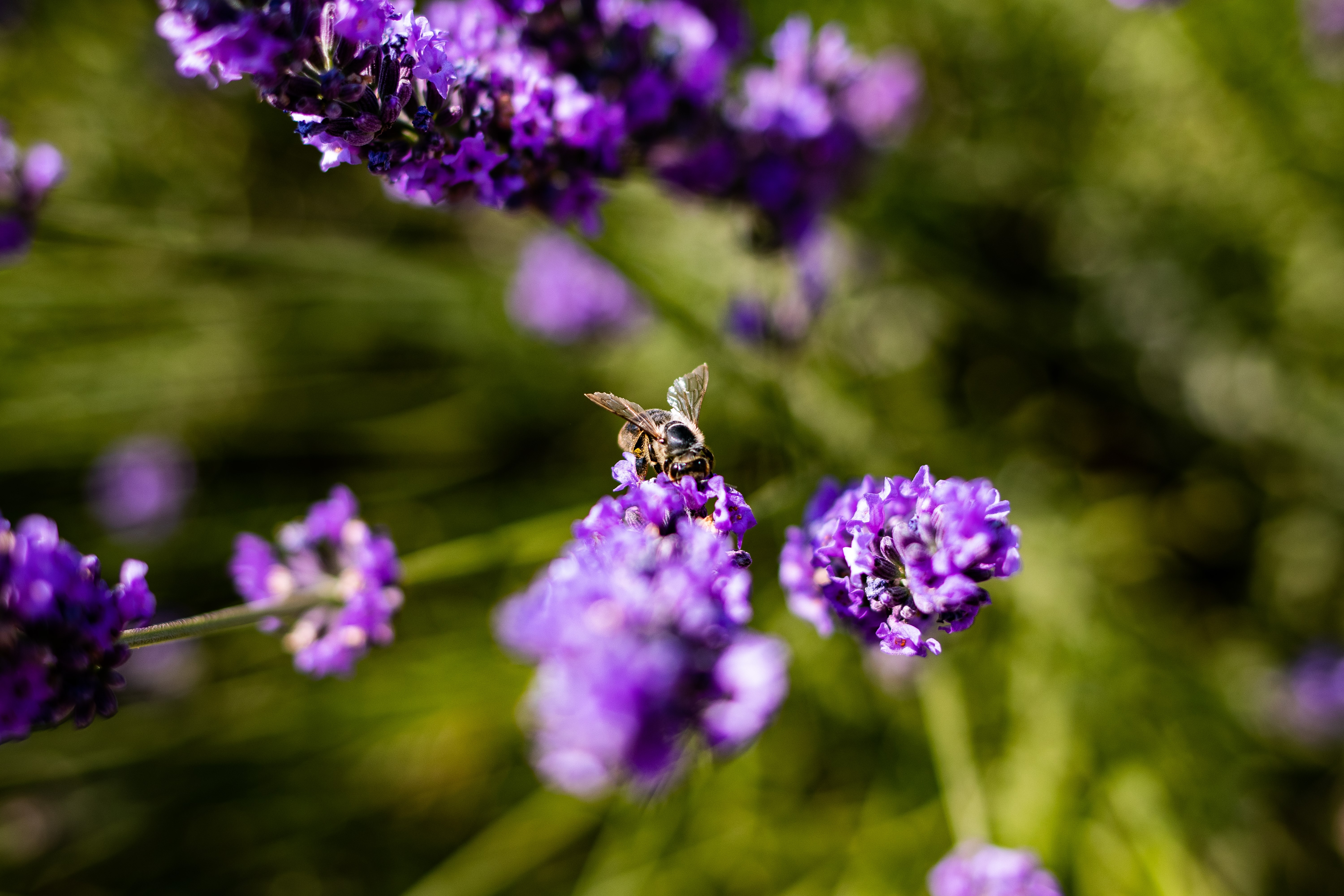 Bee on Lavender with Depth of Field HD Wallpaper