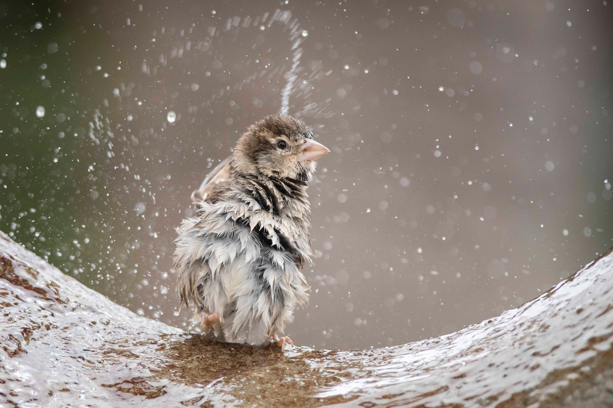 Sparrow bathing in water with splashes HD Wallpaper
