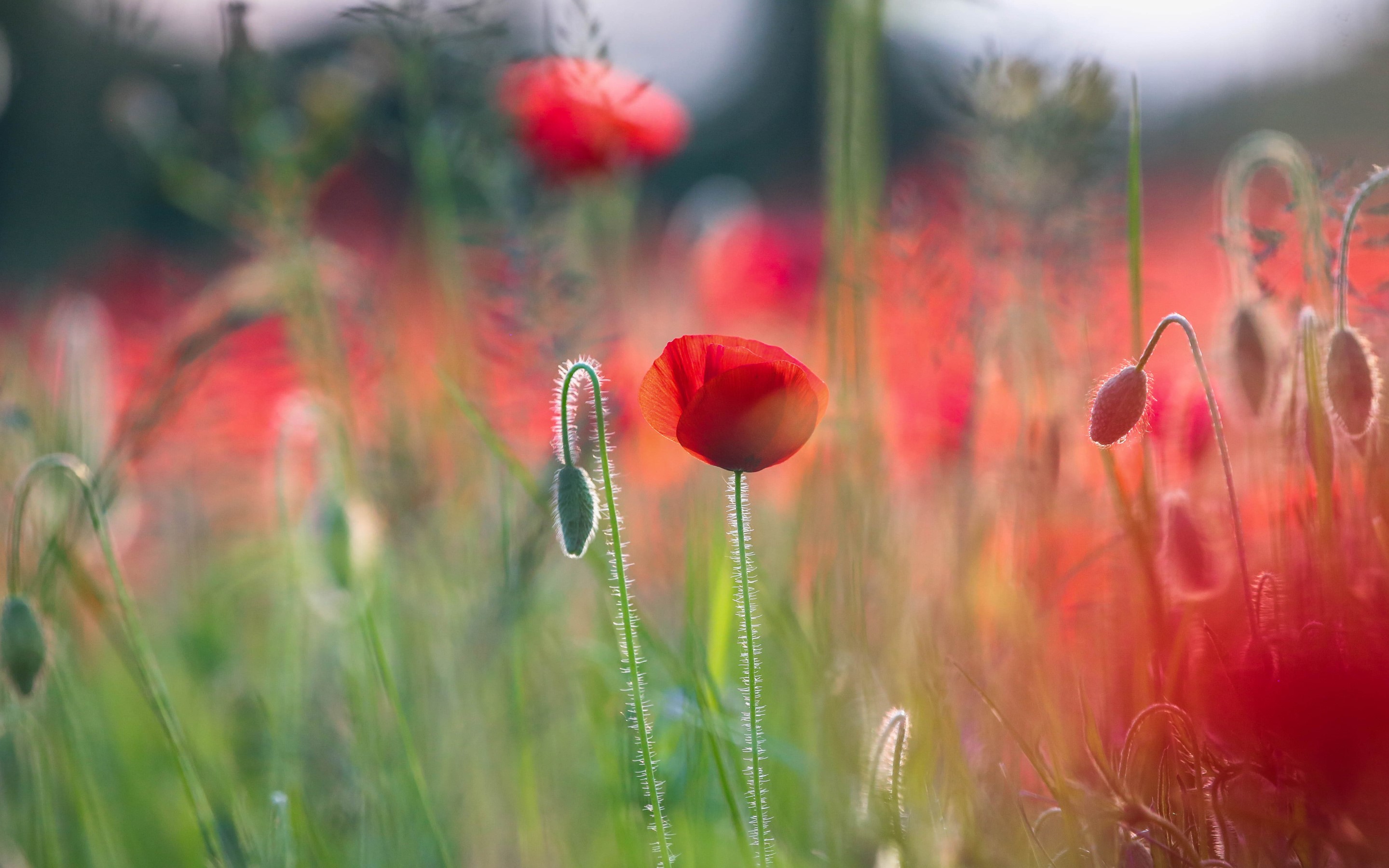 Field of red poppies with green stems and buds HD Wallpaper
