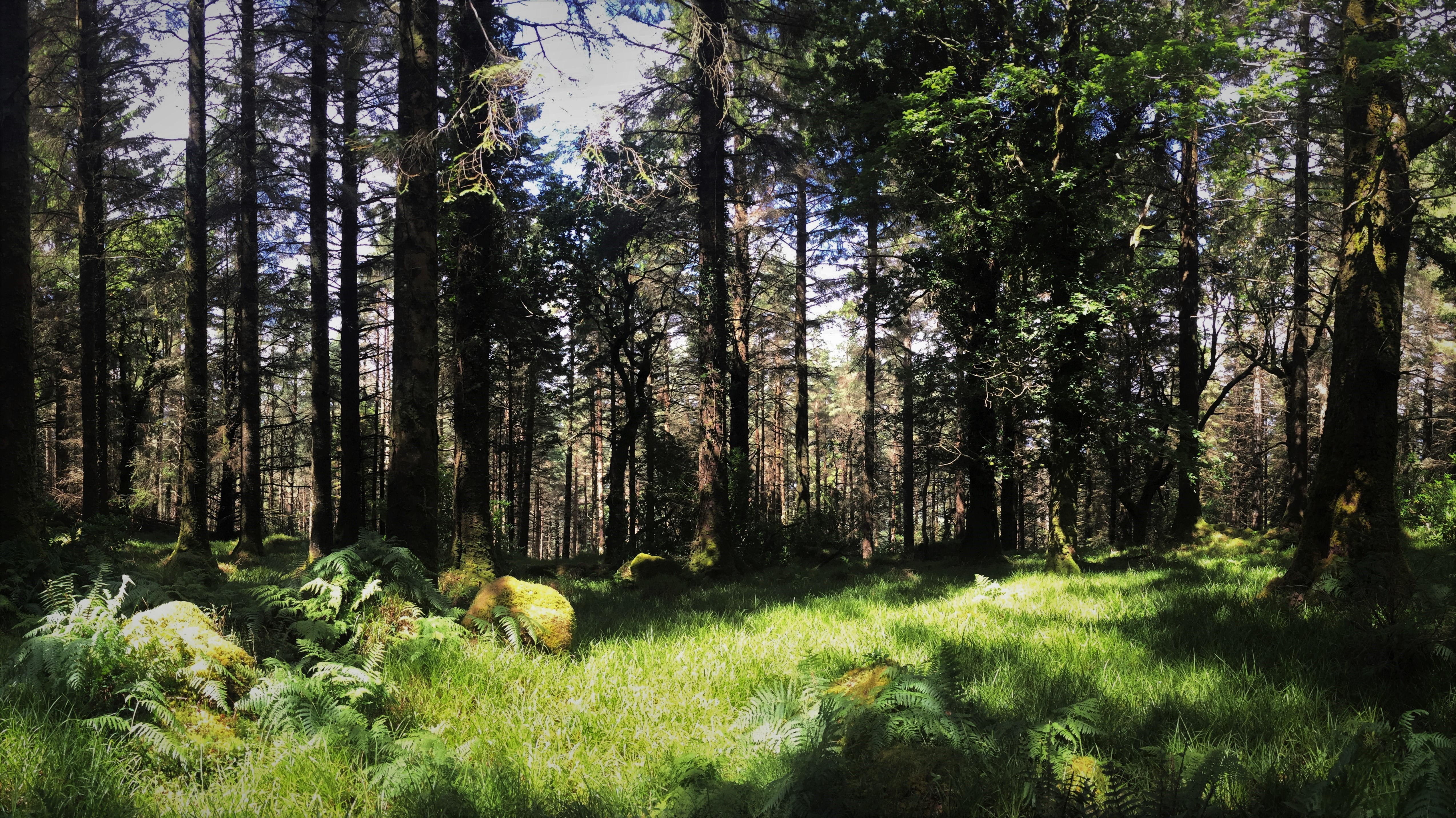 4K forest landscape with sunlit grass and ferns HD Wallpaper