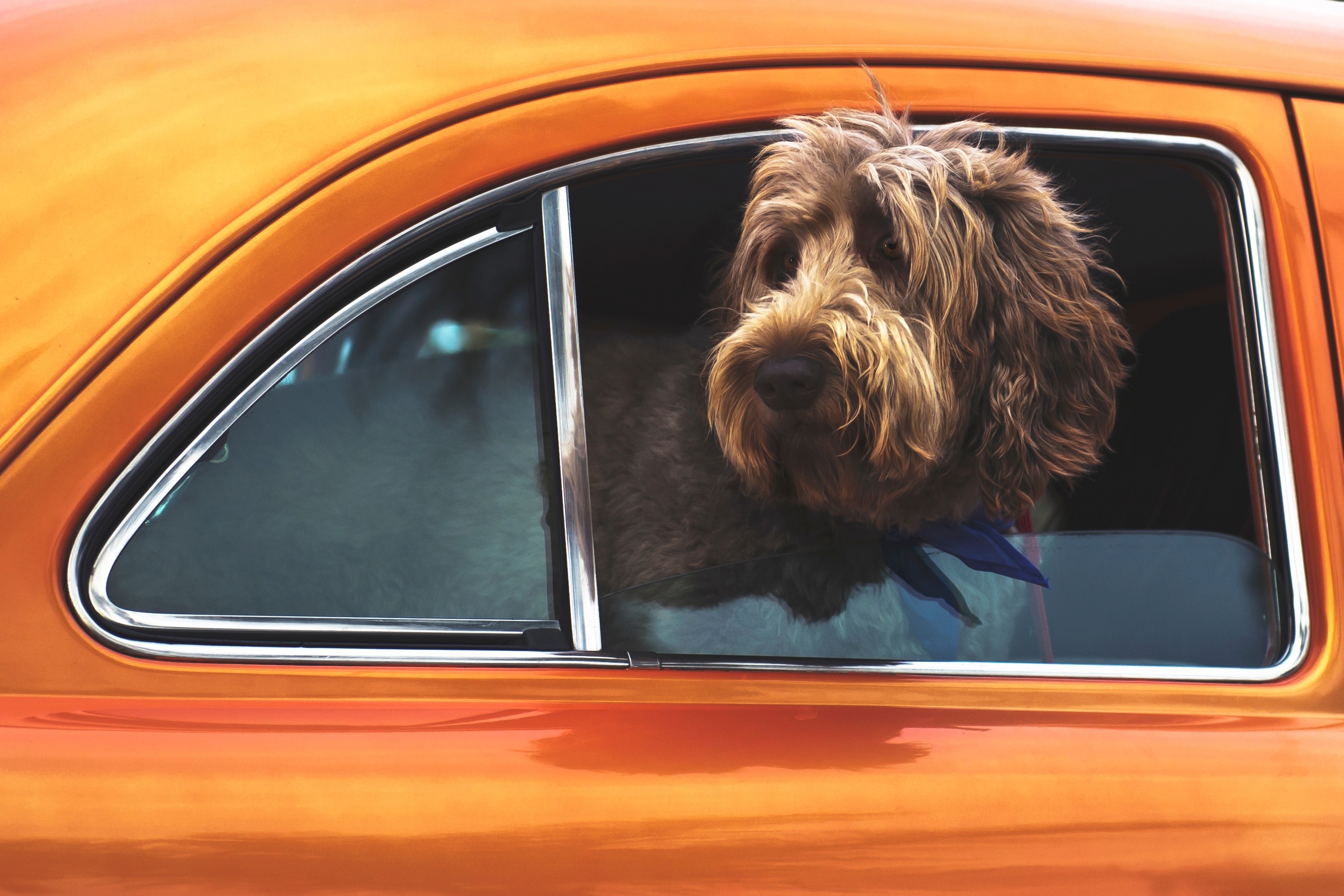 Brown dog with blue bandana in orange car window HD Wallpaper