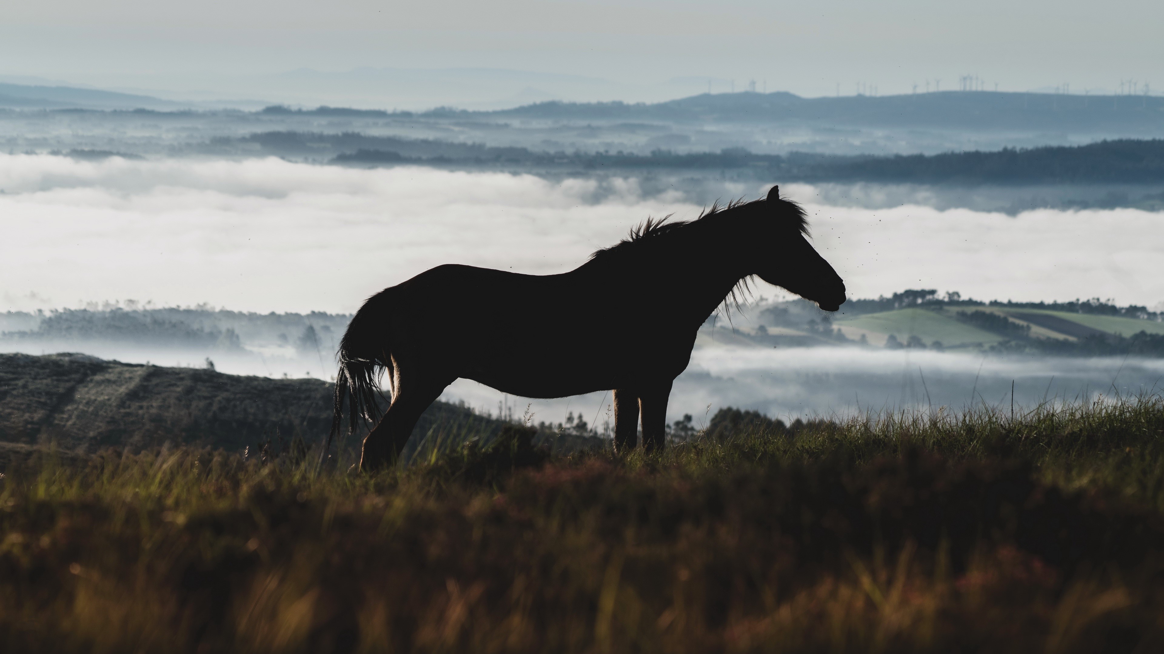 4K horse in the outdoors HD Wallpaper
