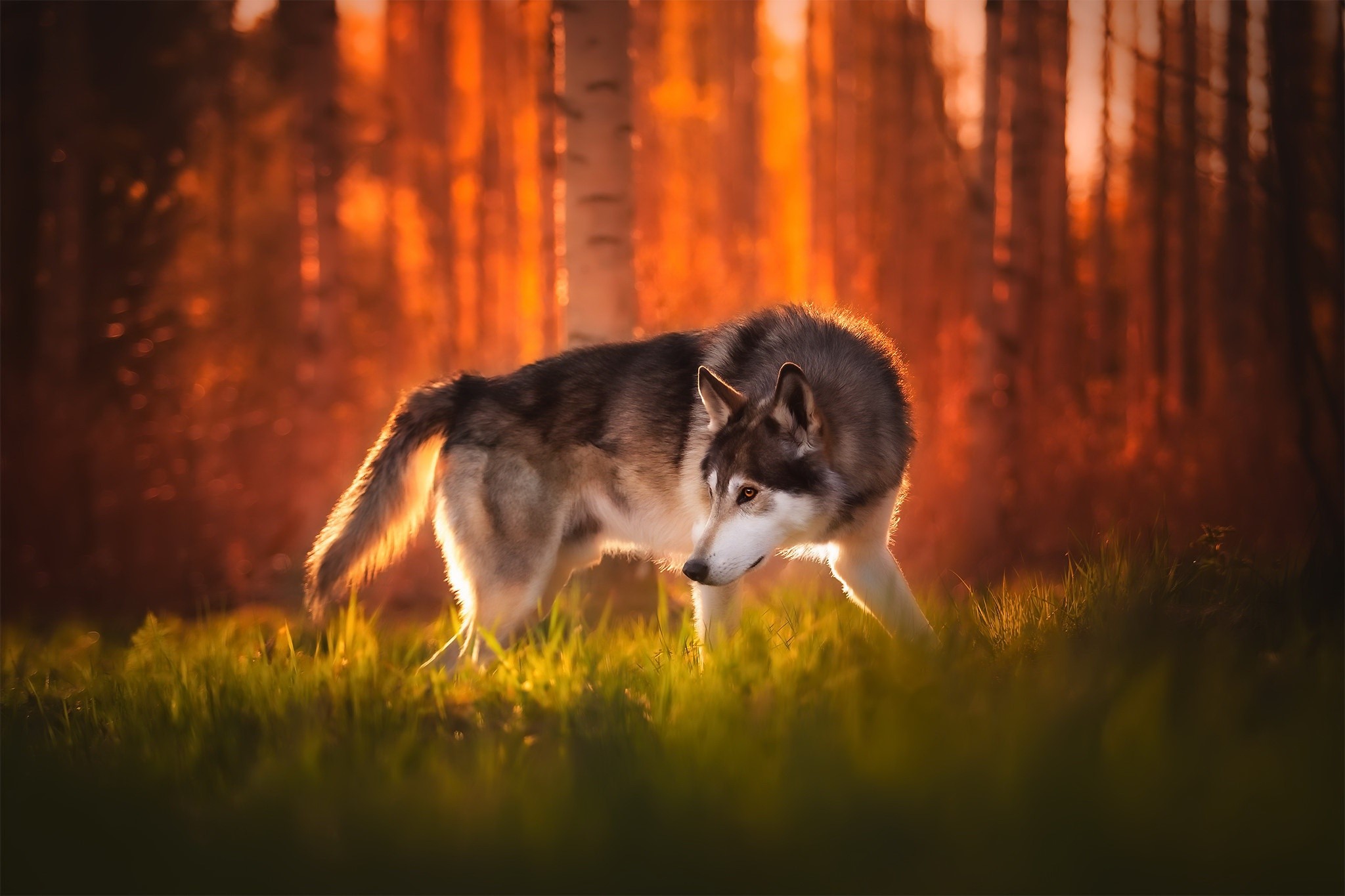 Wolf in a sunlit forest during sunset HD Wallpaper