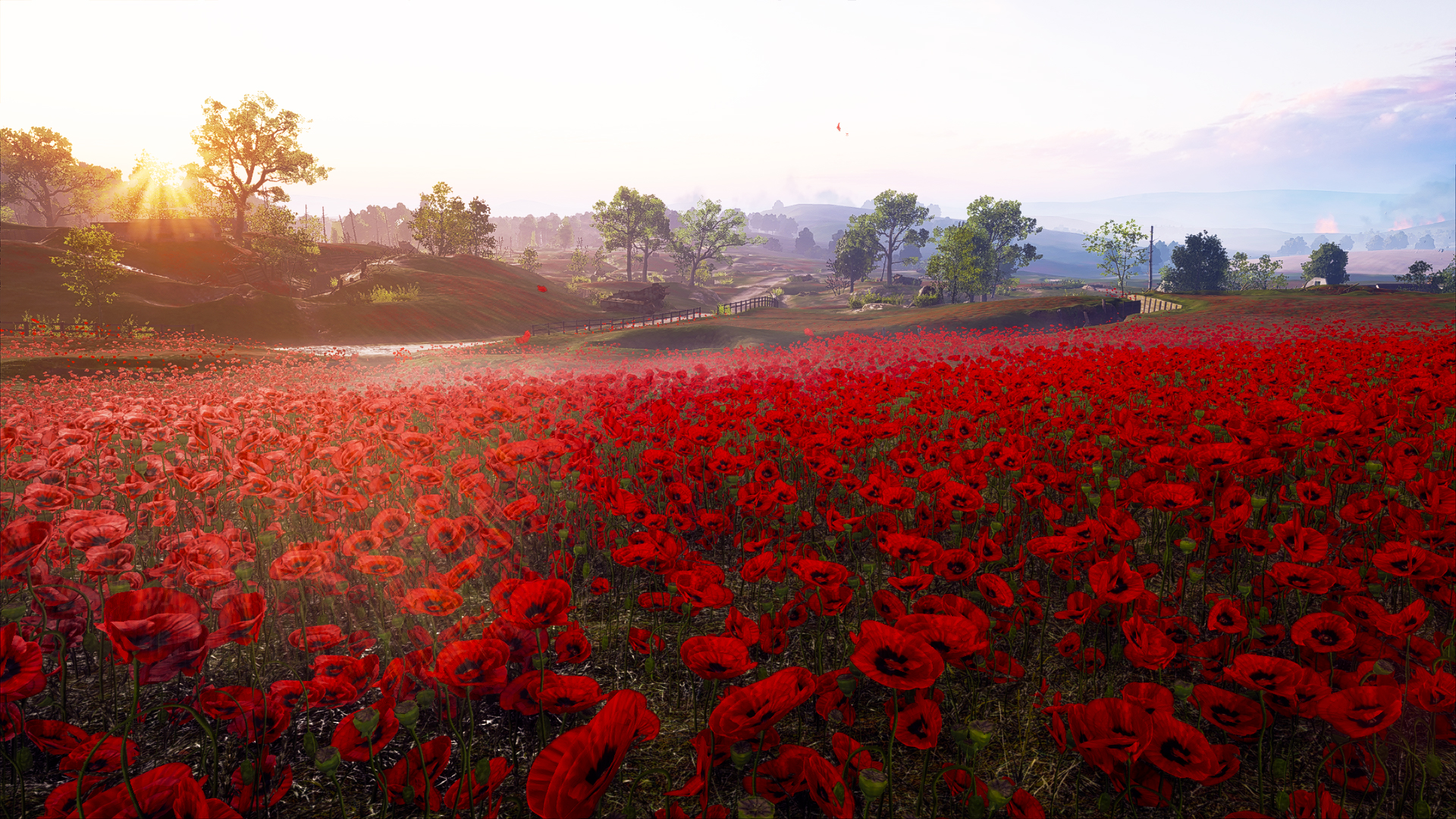 Field of Red Poppies with Sunburst HD Wallpaper