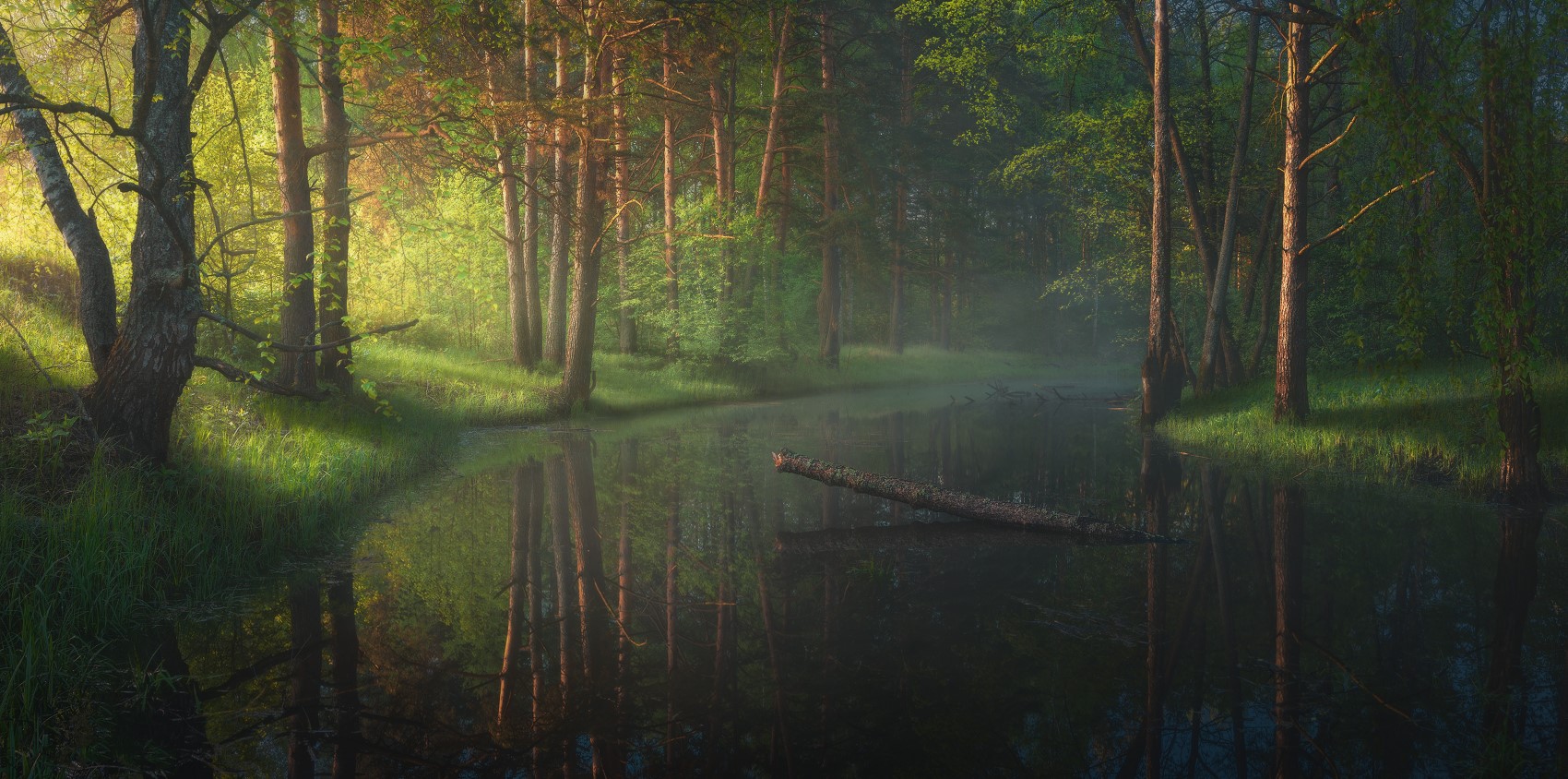 Forest landscape with a calm body of water and reflections HD Wallpaper