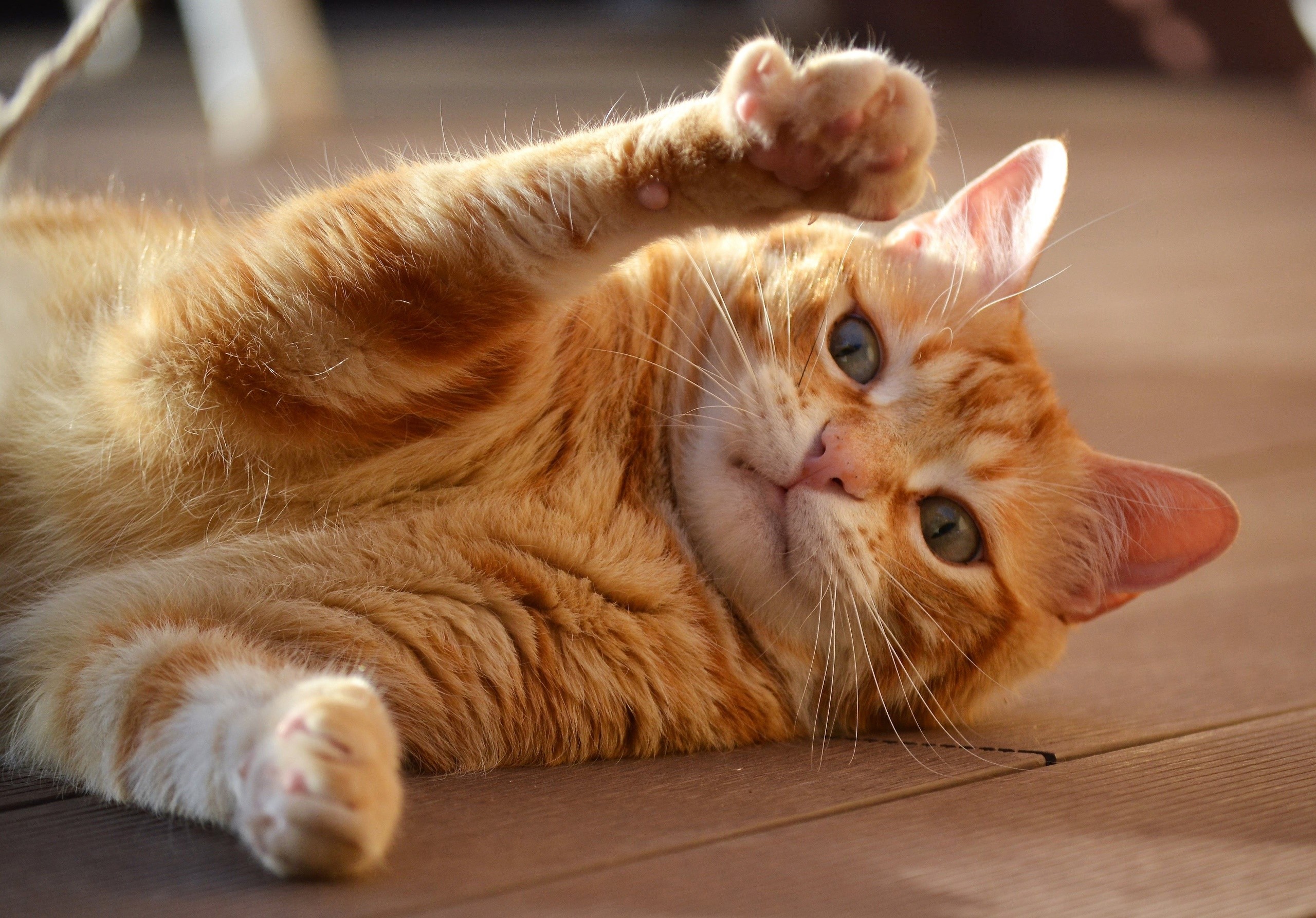 Orange tabby cat lying on wooden floor HD Wallpaper