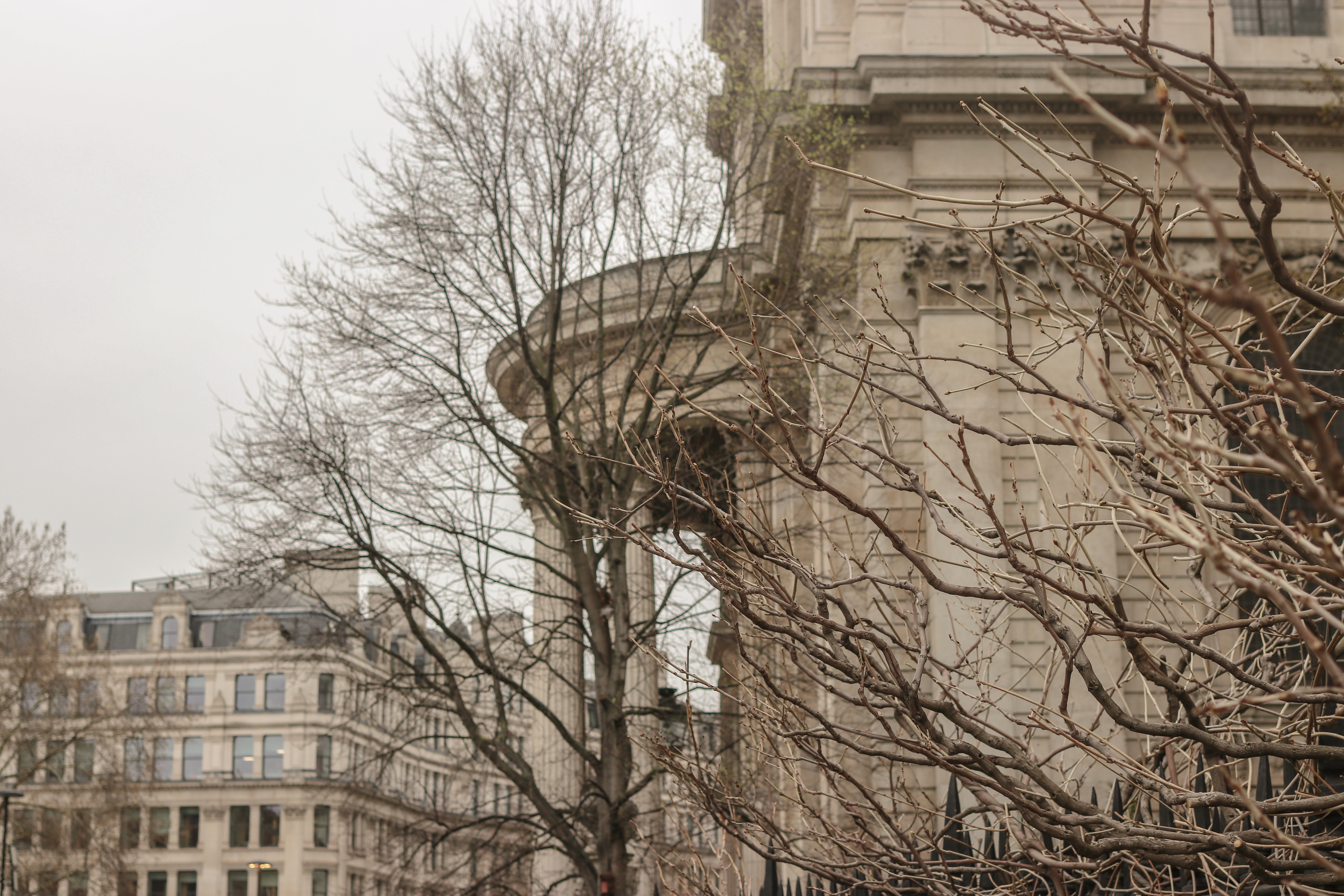 London UK city building and bare trees HD Wallpaper