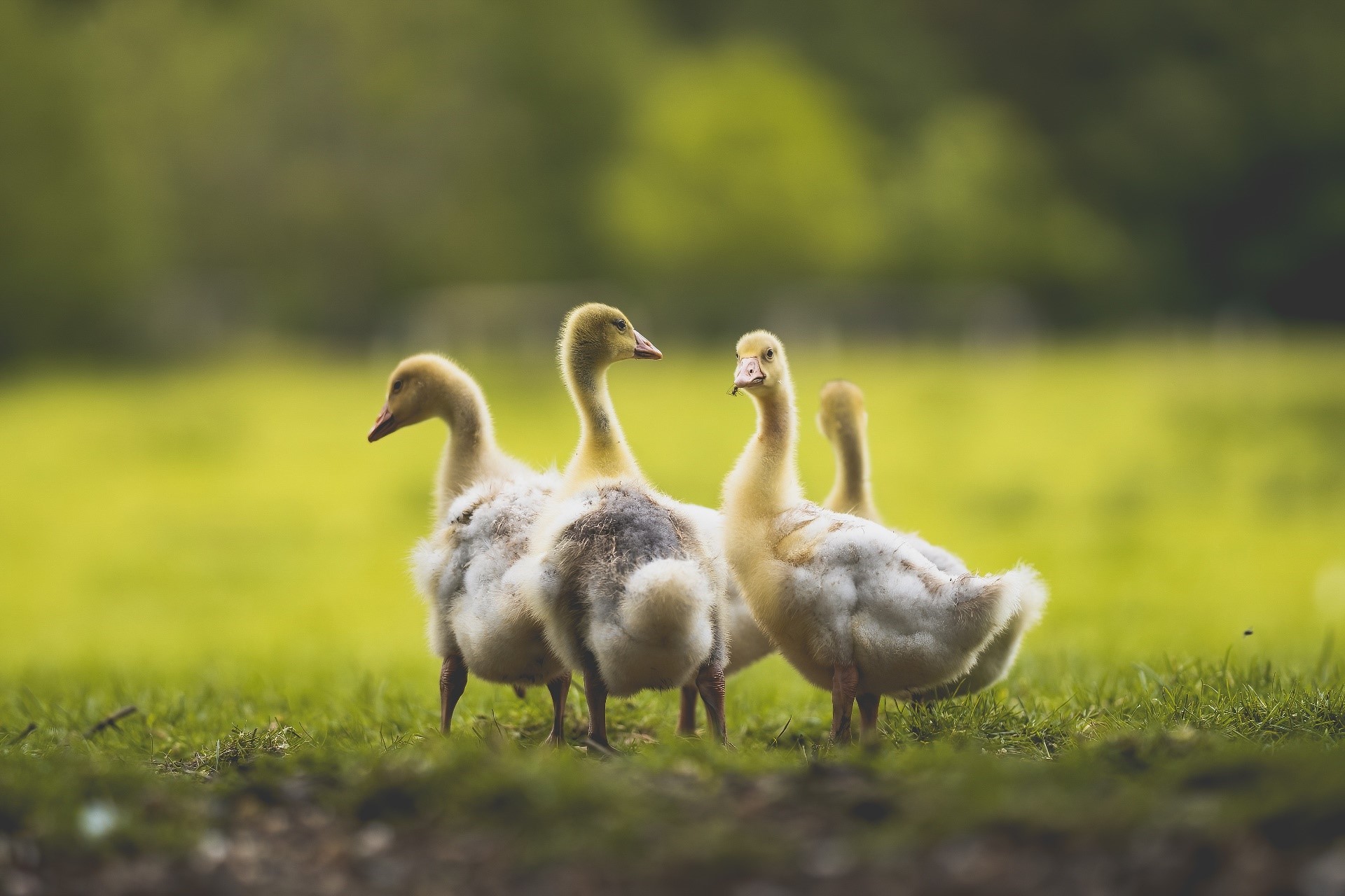 Four goslings standing on grass HD Wallpaper