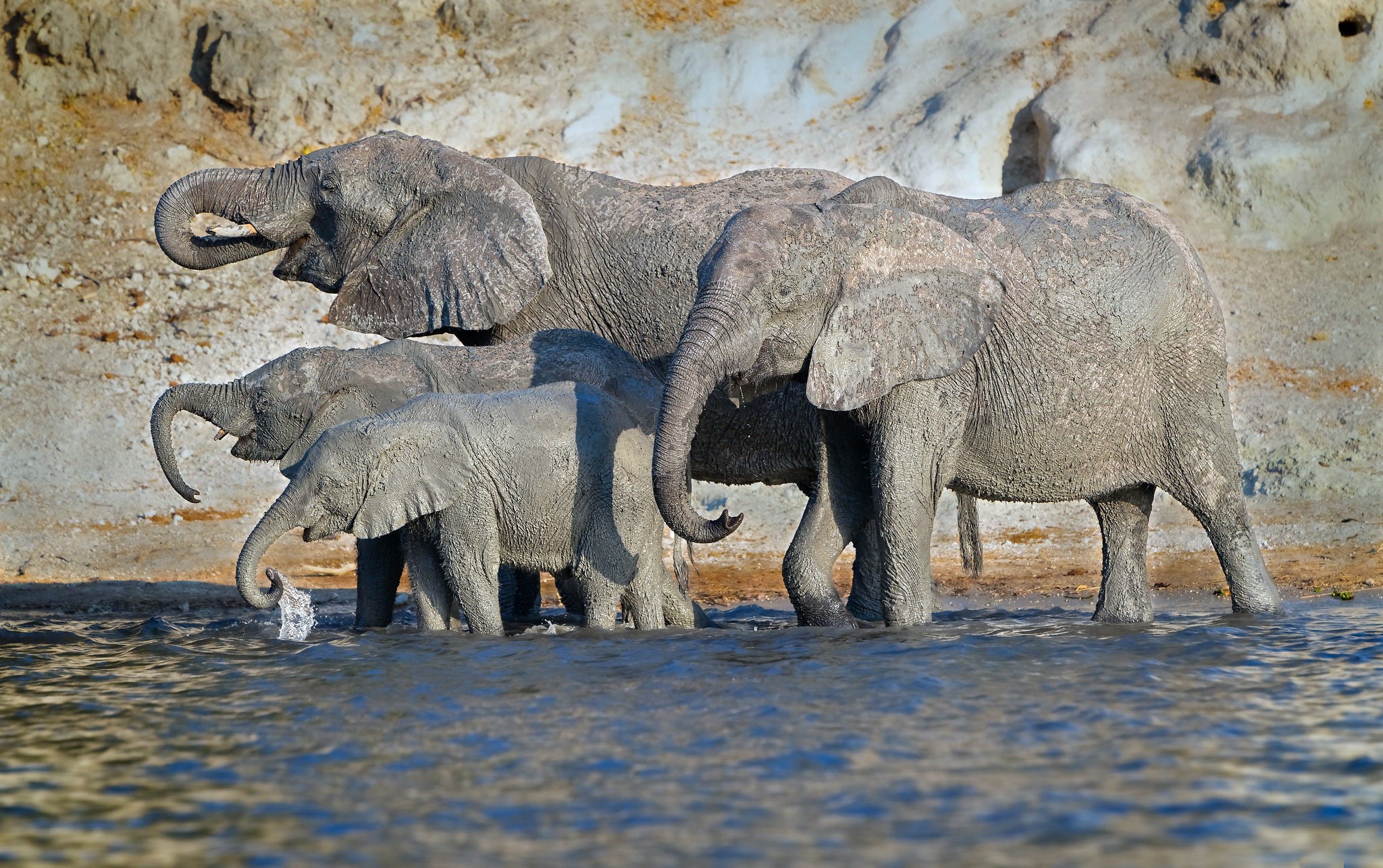 Elephants drinking water by a sandy bank HD Wallpaper