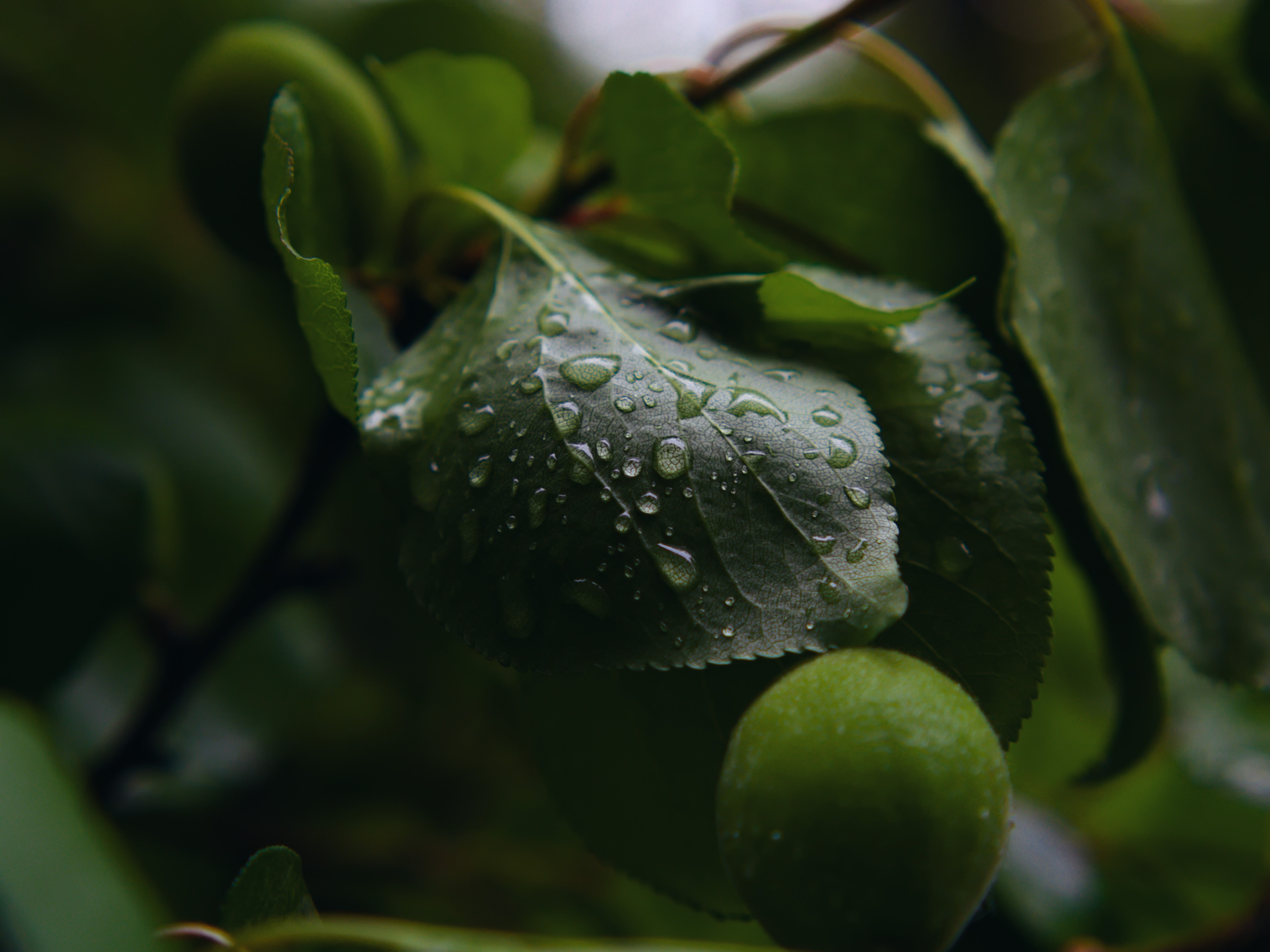 4K macro shot of wet green leaves and fruit HD Wallpaper