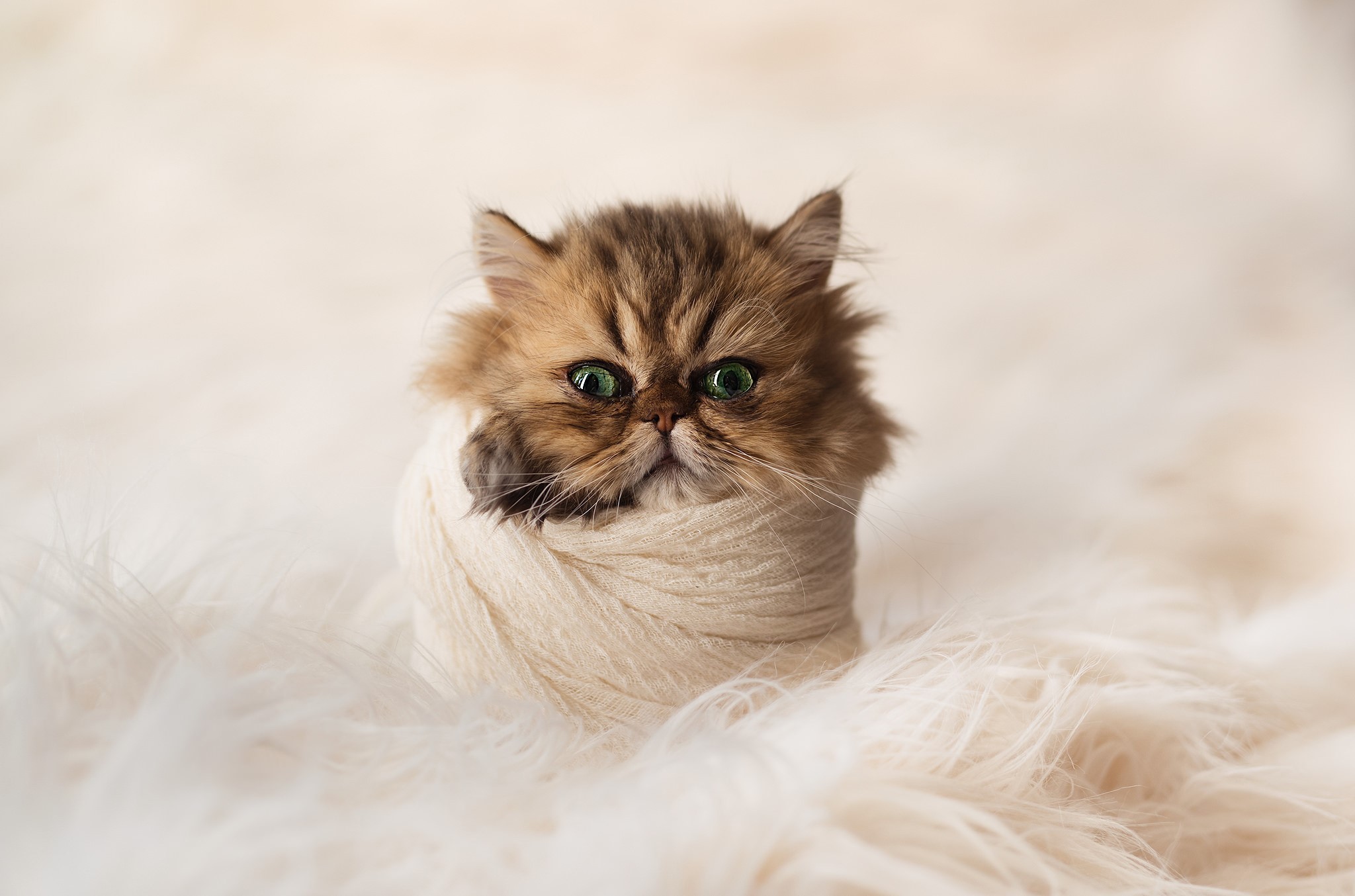 Fluffy Persian kitten wrapped in yarn HD Wallpaper