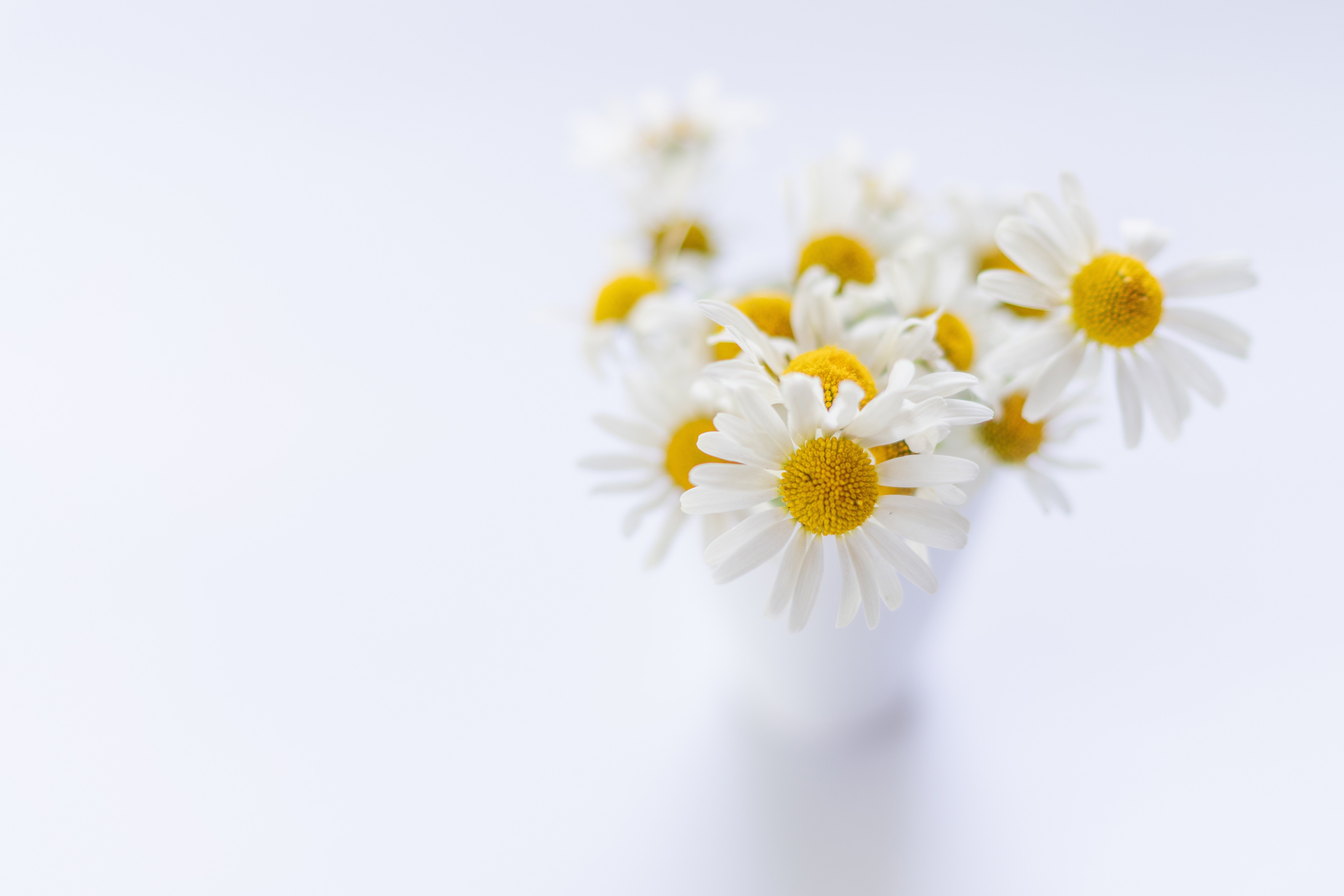 Minimalist bouquet of white daisies in a vase HD Wallpaper