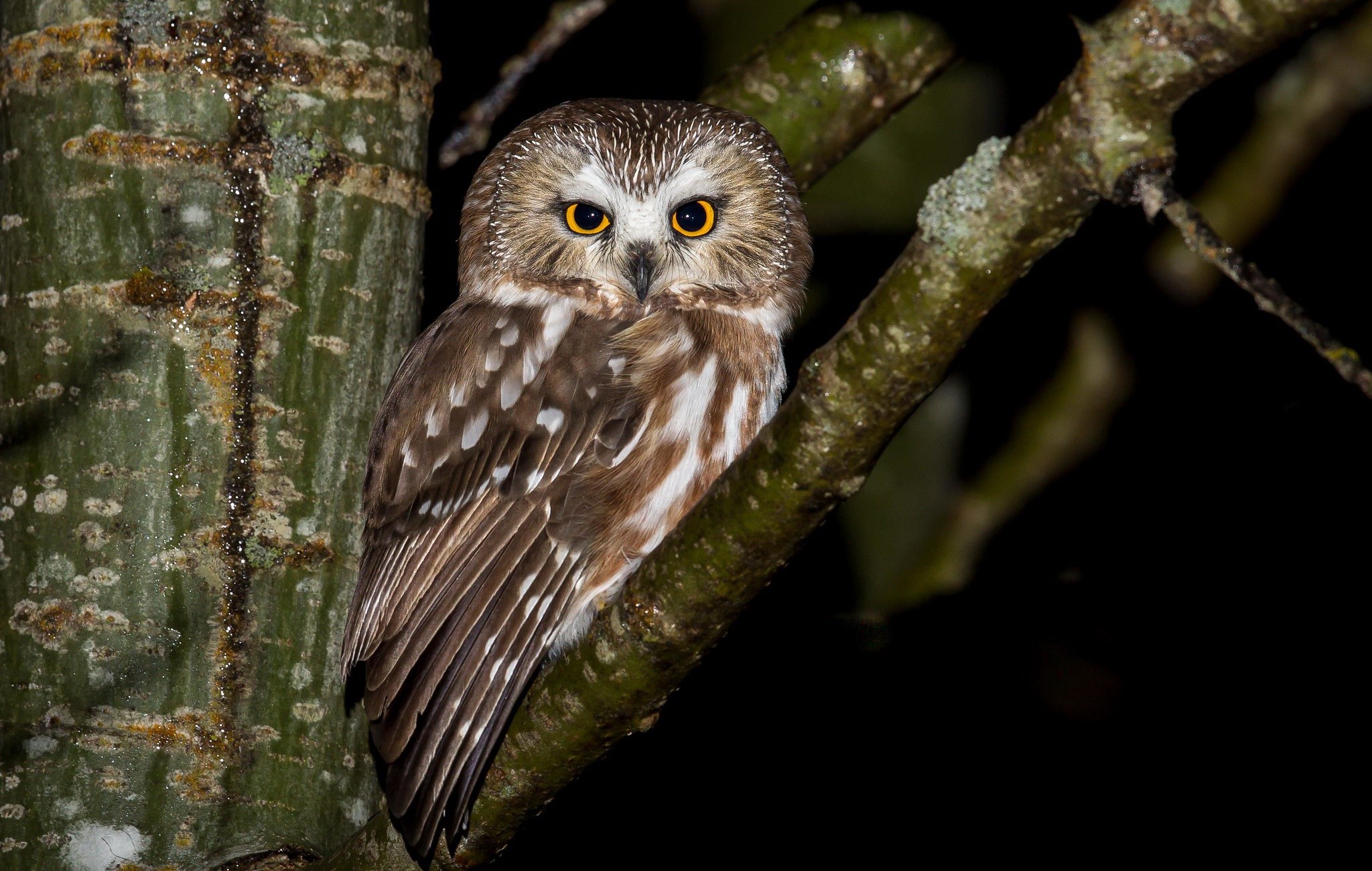 Northern Saw-whet Owl perched on a tree branch HD Wallpaper