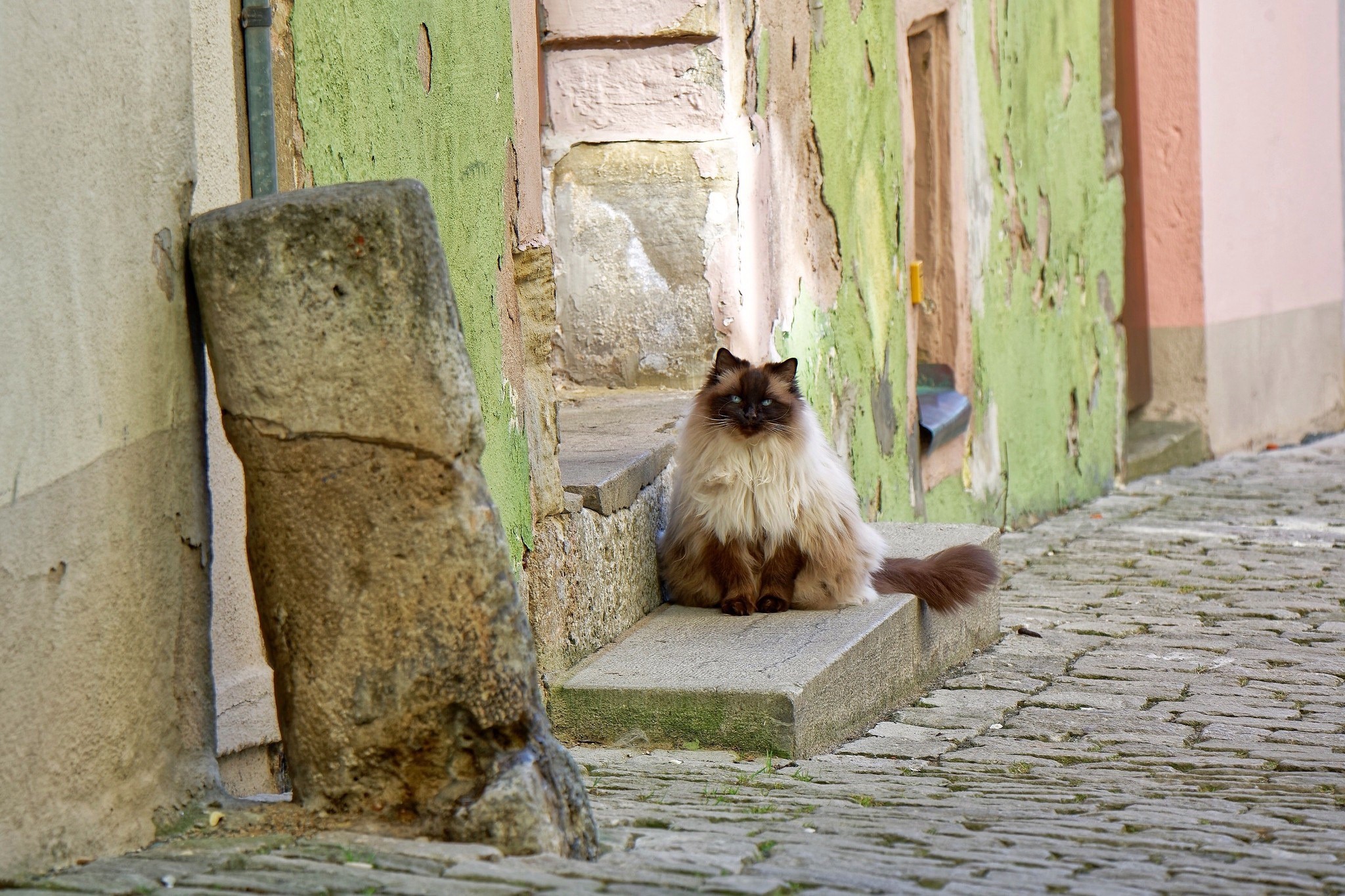 Fluffy cat sitting on steps outdoors HD Wallpaper
