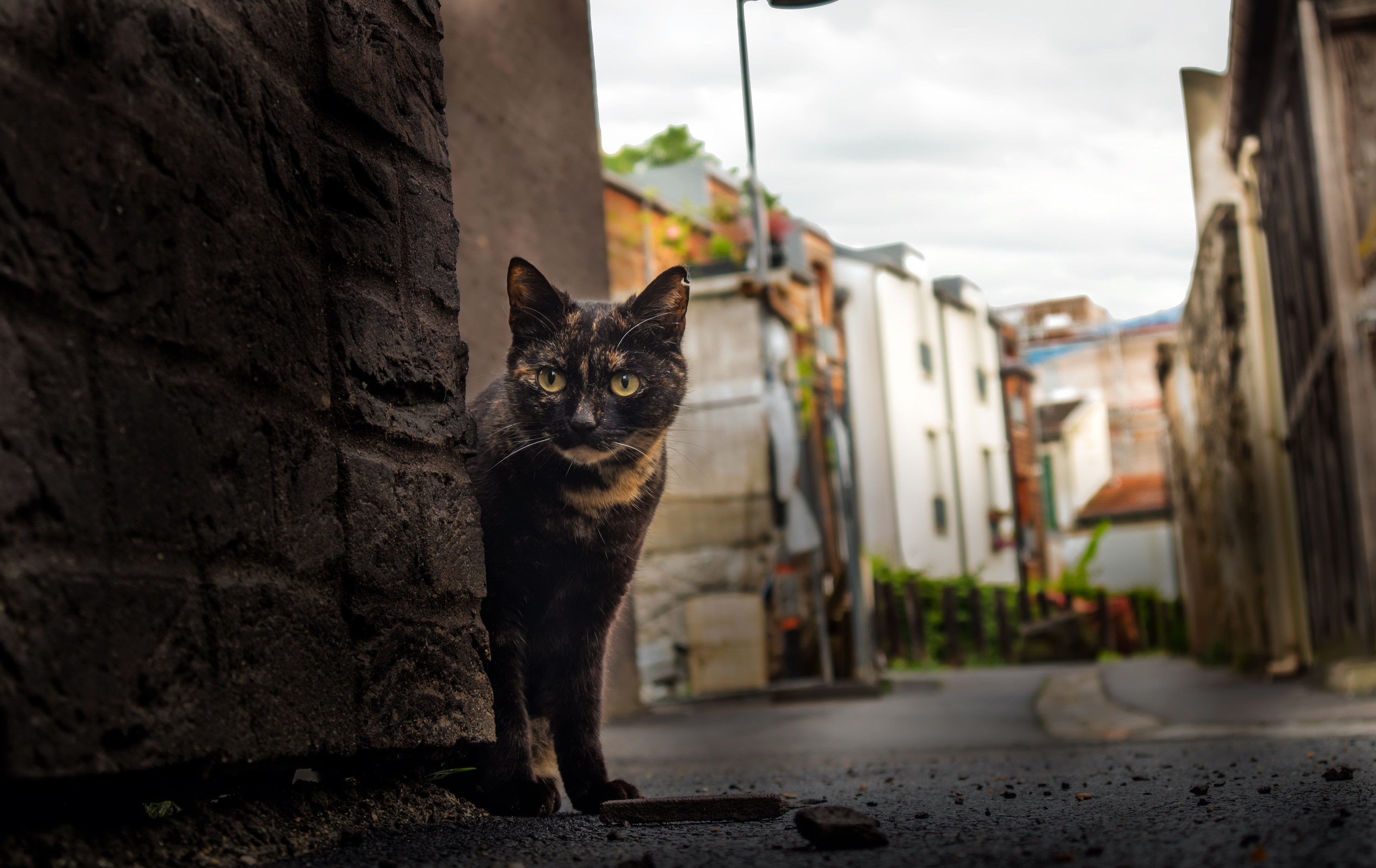 A tortoiseshell cat peeks from behind a brick wall in an alley. HD Wallpaper