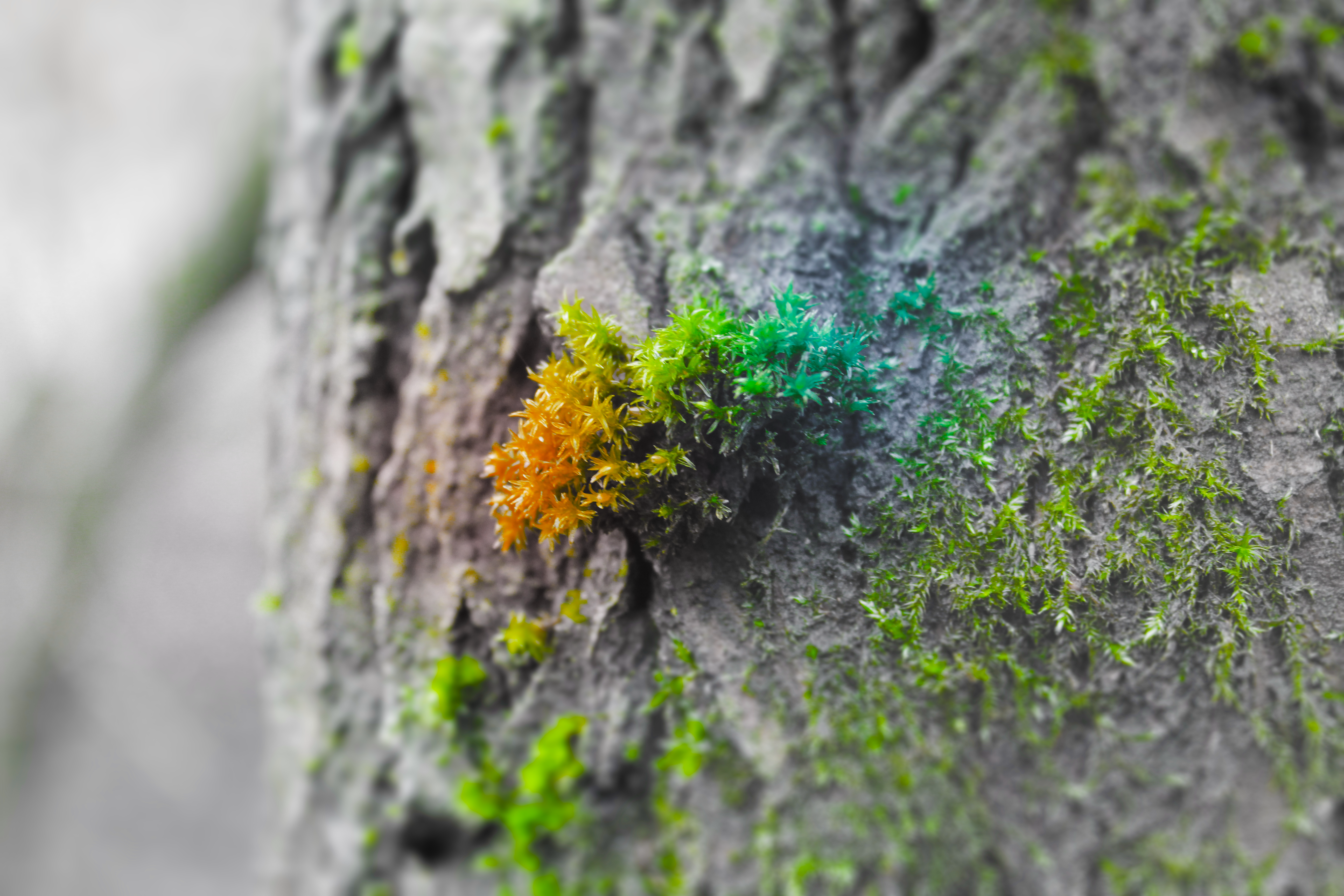 Selective coloring of moss on tree bark HD Wallpaper
