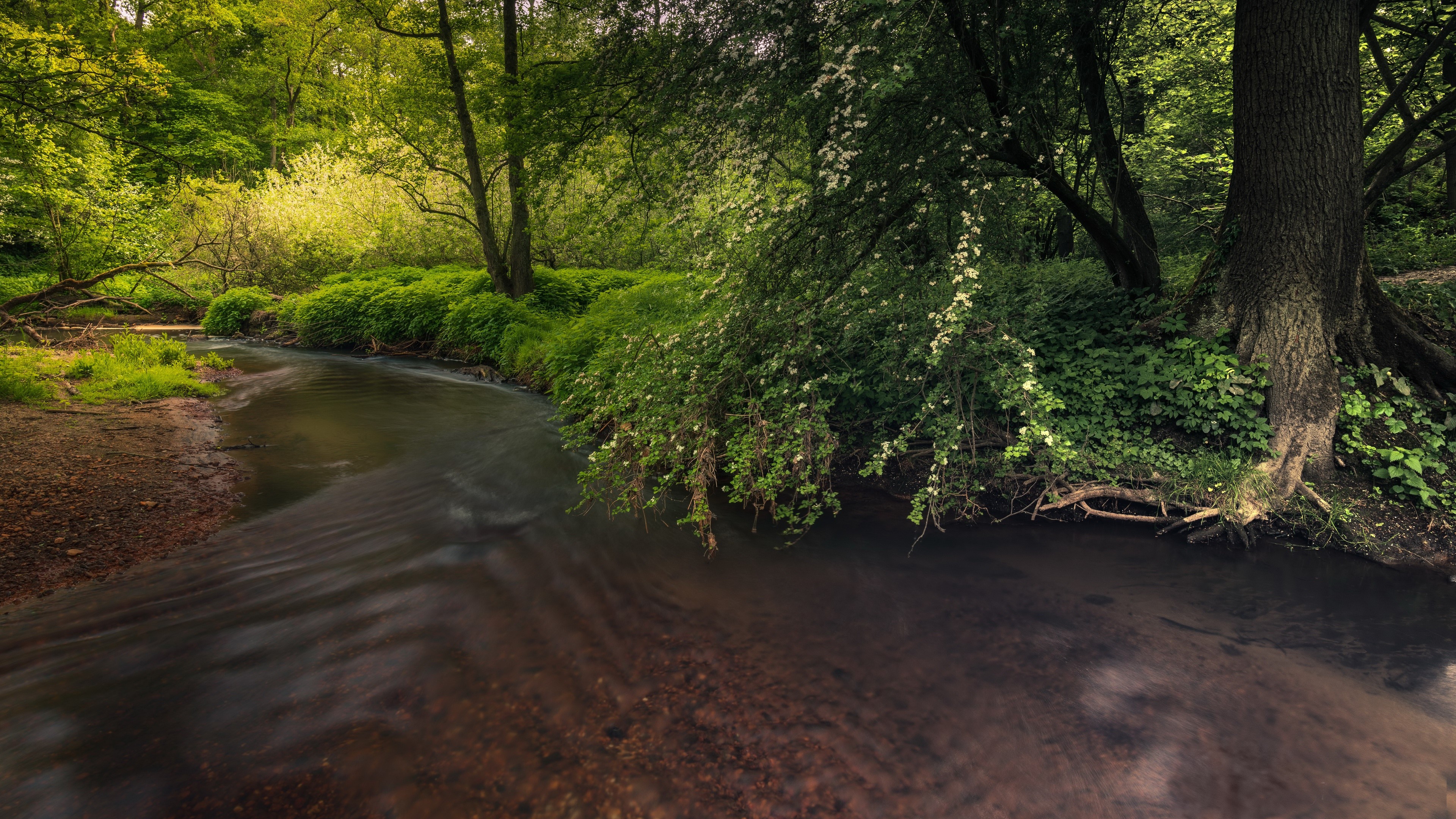 Nature scene with a river and trees HD Wallpaper
