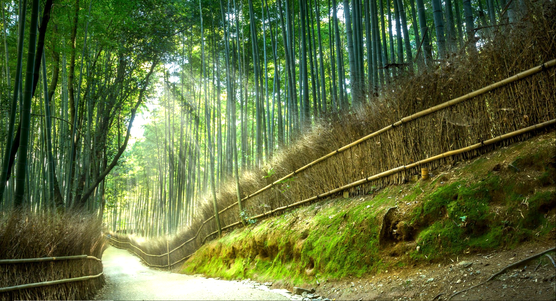 A sunlit path through a dense bamboo forest with a bamboo fence HD Wallpaper