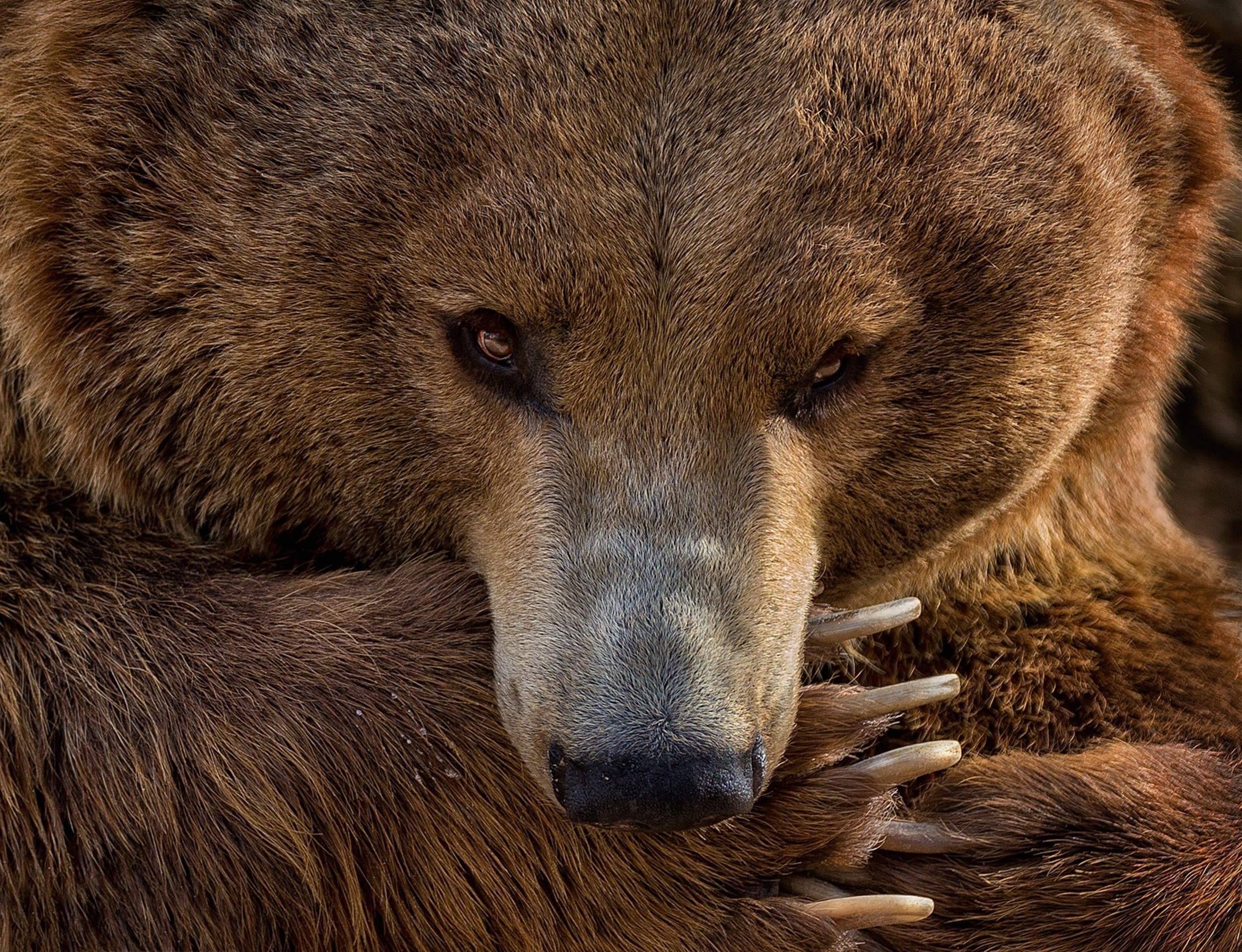 Close-up of a brown bear's face and paw HD Wallpaper
