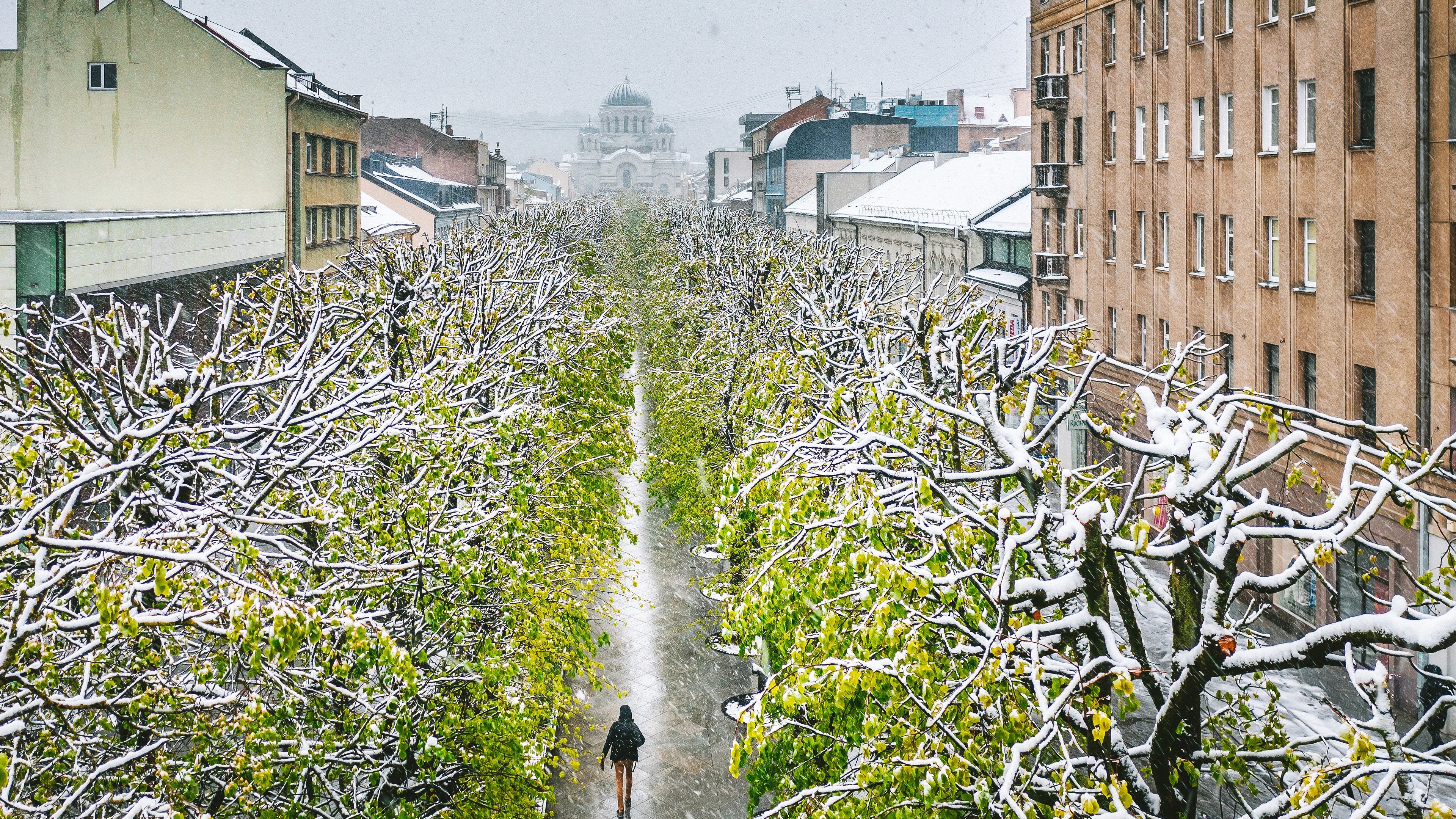 Snowing in Kaunas city with trees and a person HD Wallpaper