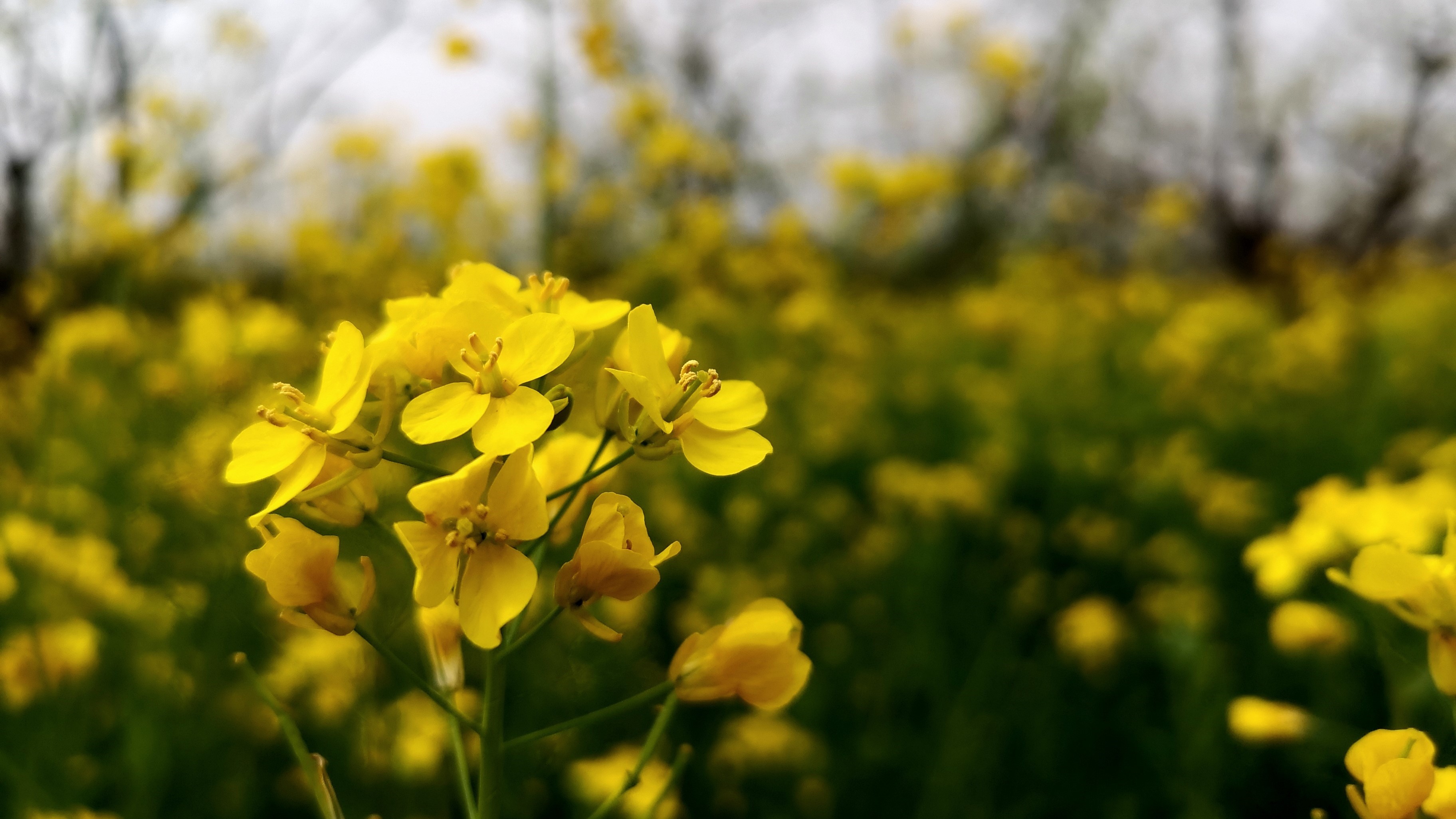 Close-up of yellow flowers in a field HD Wallpaper