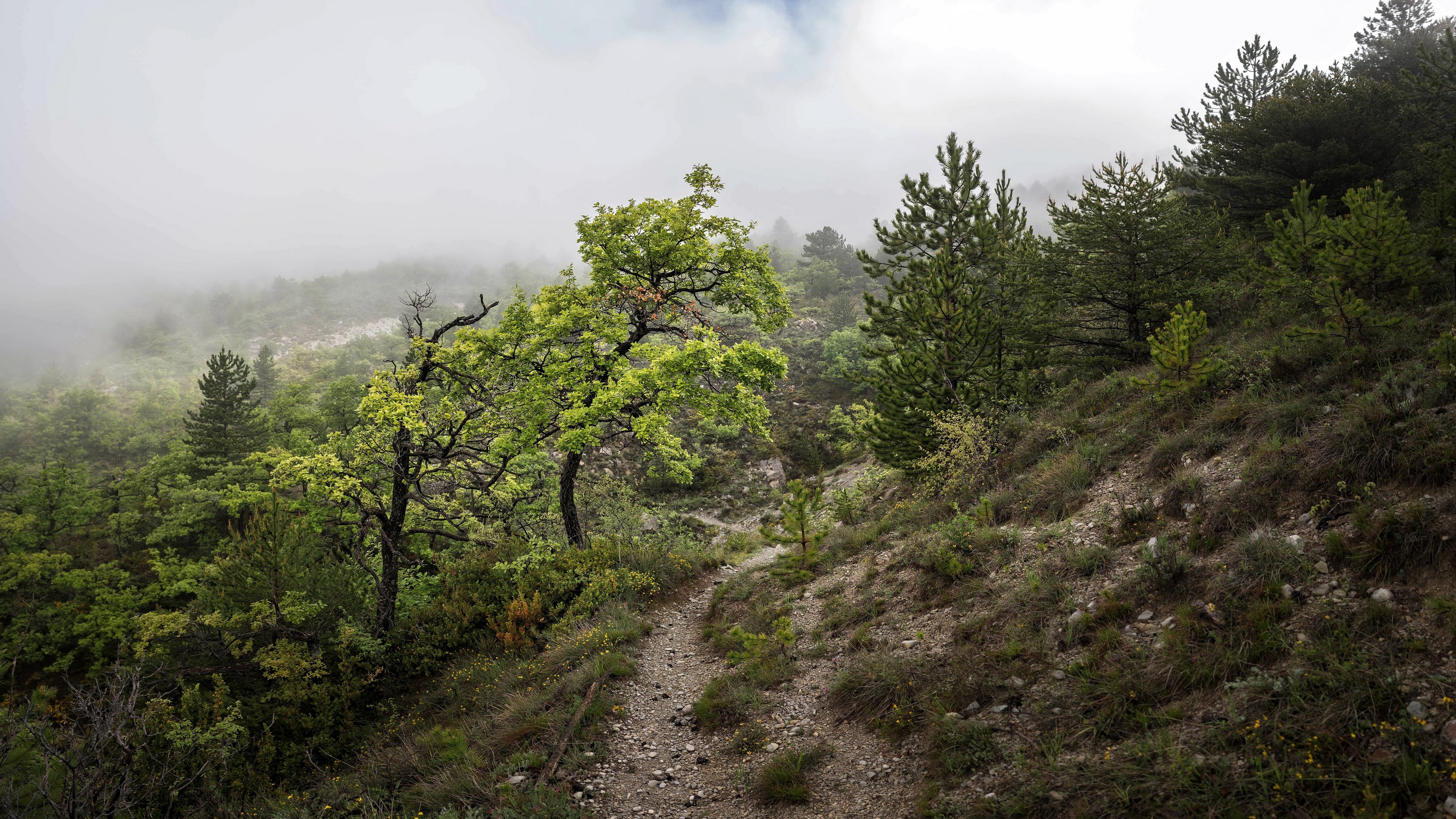Misty forest with a winding path HD Wallpaper
