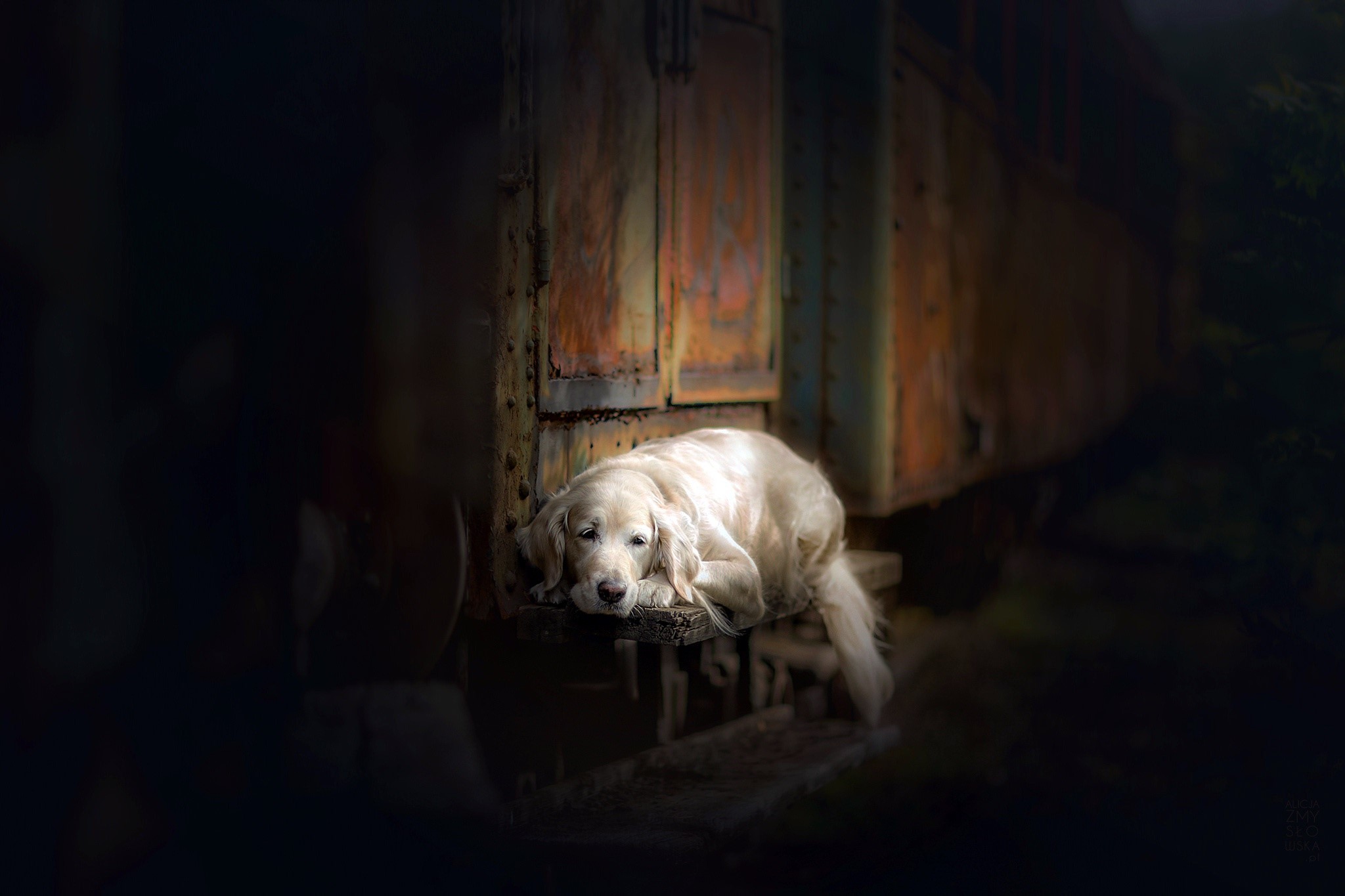 Golden Retriever dog resting by a train car HD Wallpaper