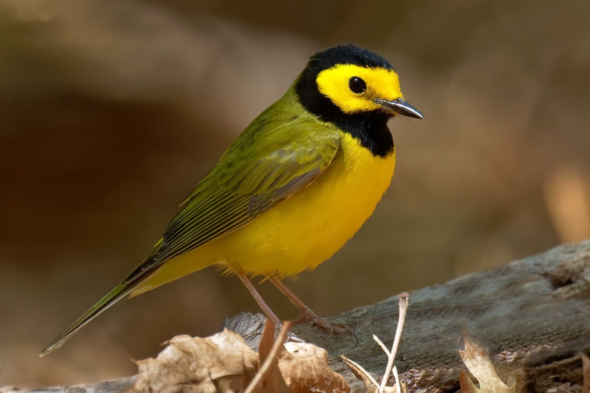 Hooded Warbler perched on a branch HD Wallpaper
