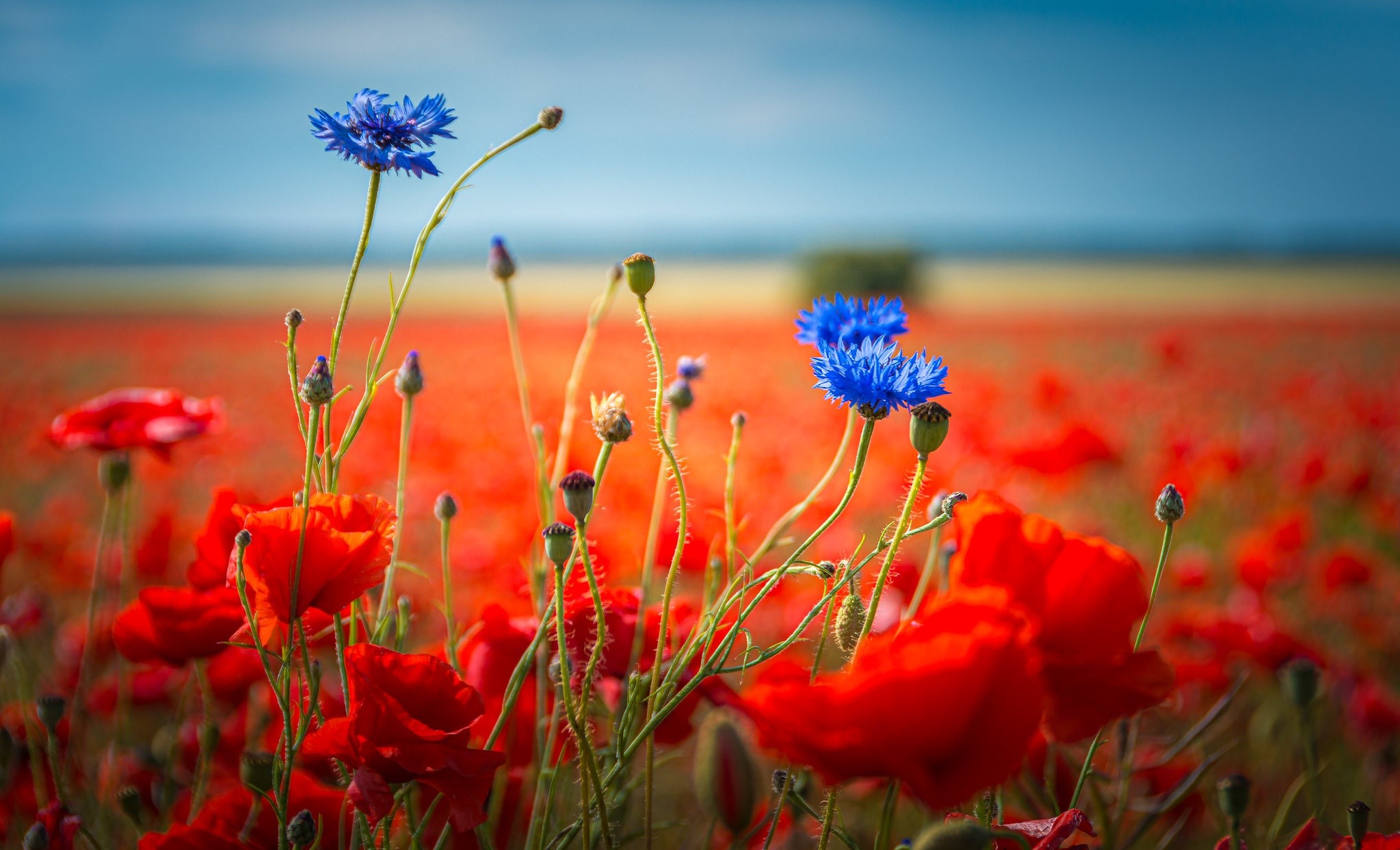 Field of red poppies with blue cornflowers HD Wallpaper