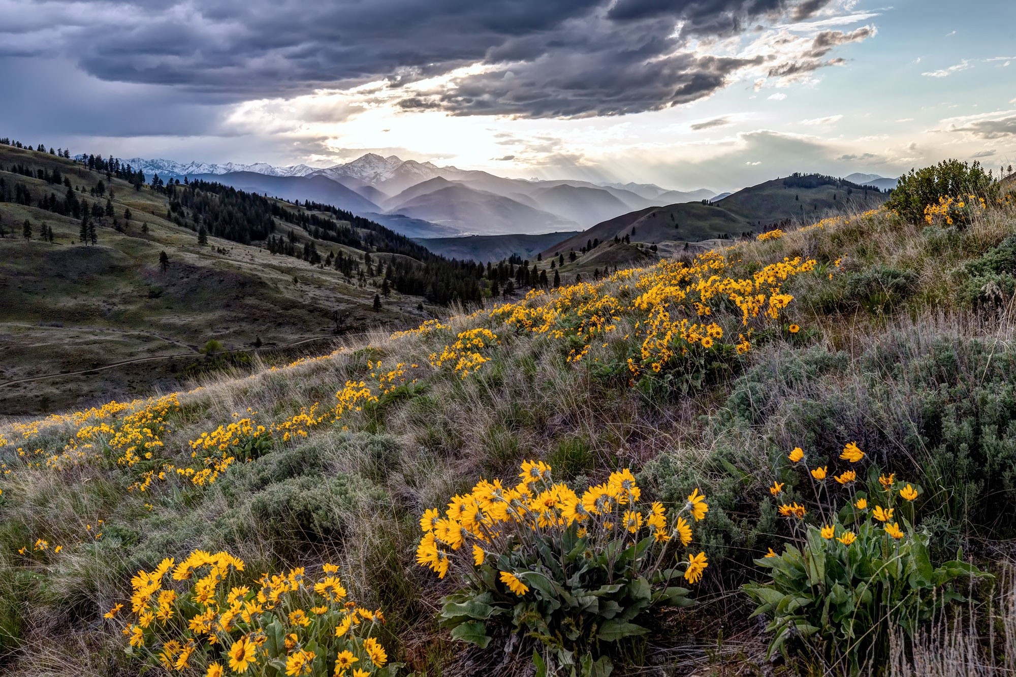 Yellow wildflowers on a hillside with mountains in the background HD Wallpaper