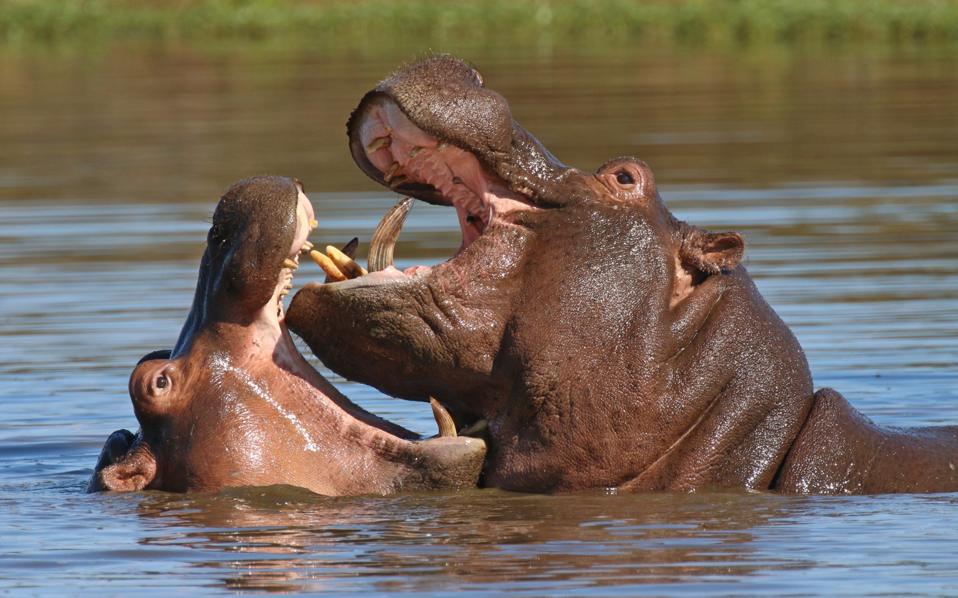 Two hippos fighting in water HD Wallpaper