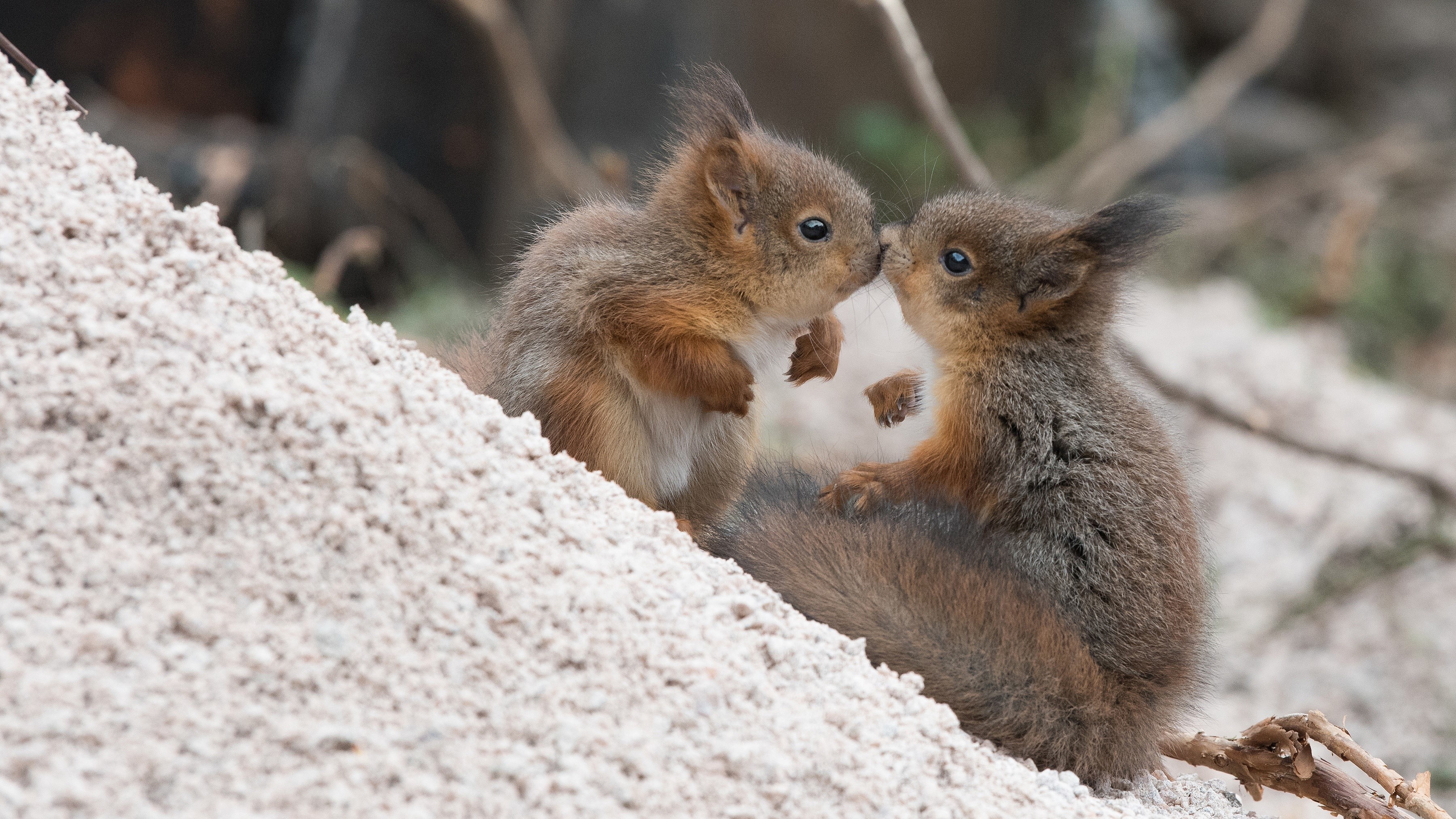Two baby squirrels kissing on a sandy mound HD Wallpaper
