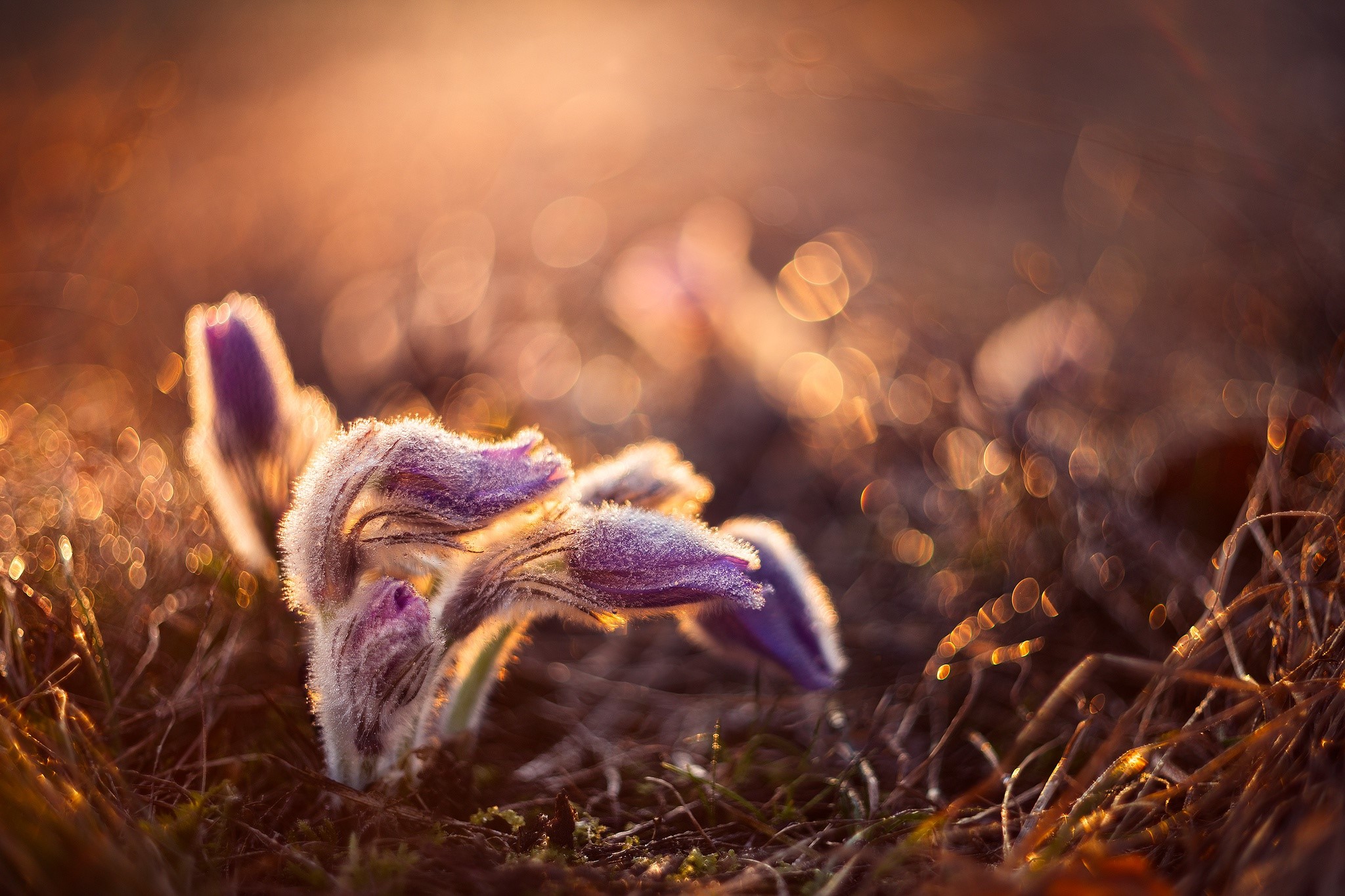 Purple pasqueflower buds in golden hour light HD Wallpaper