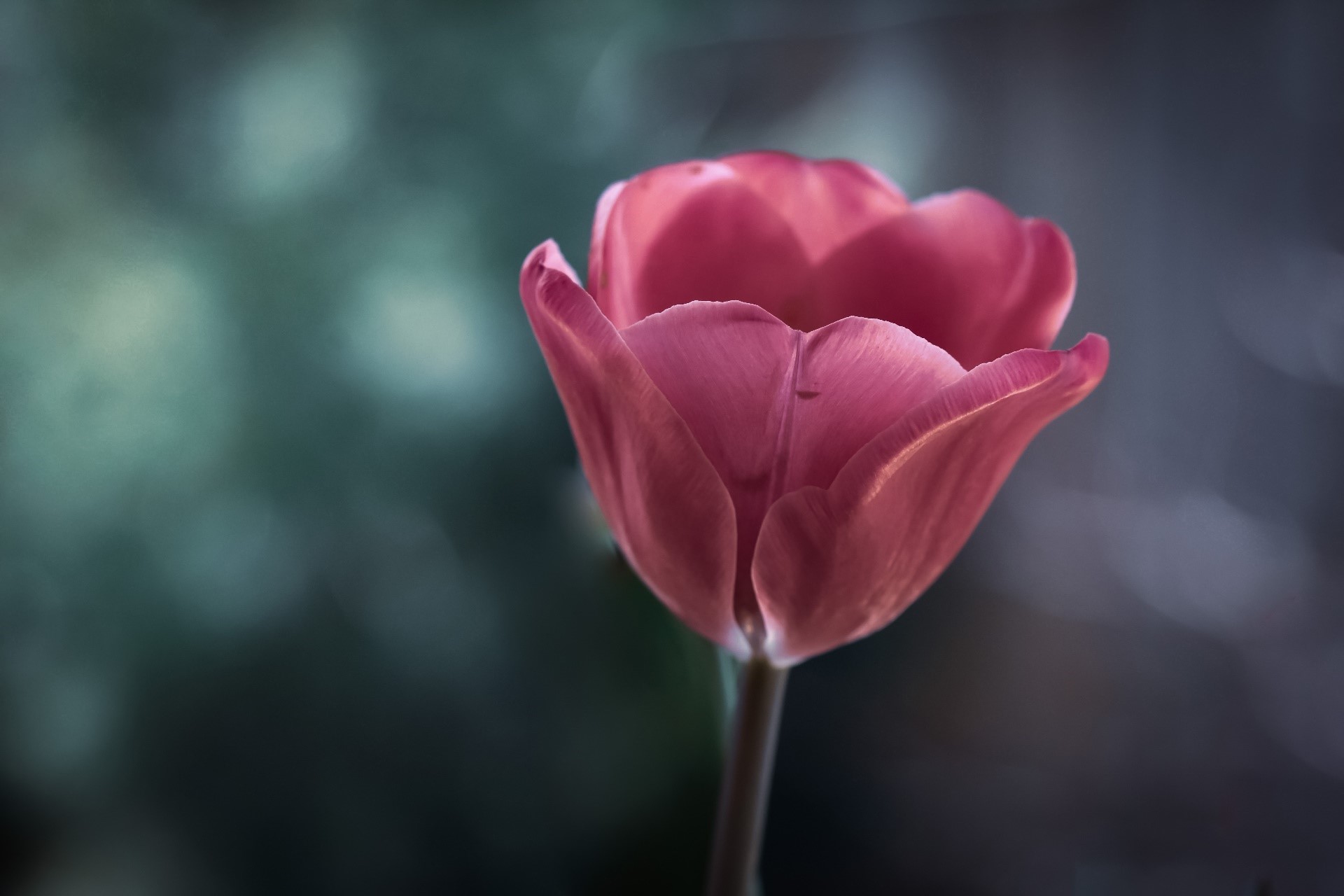 Close-up of a pink tulip flower HD Wallpaper