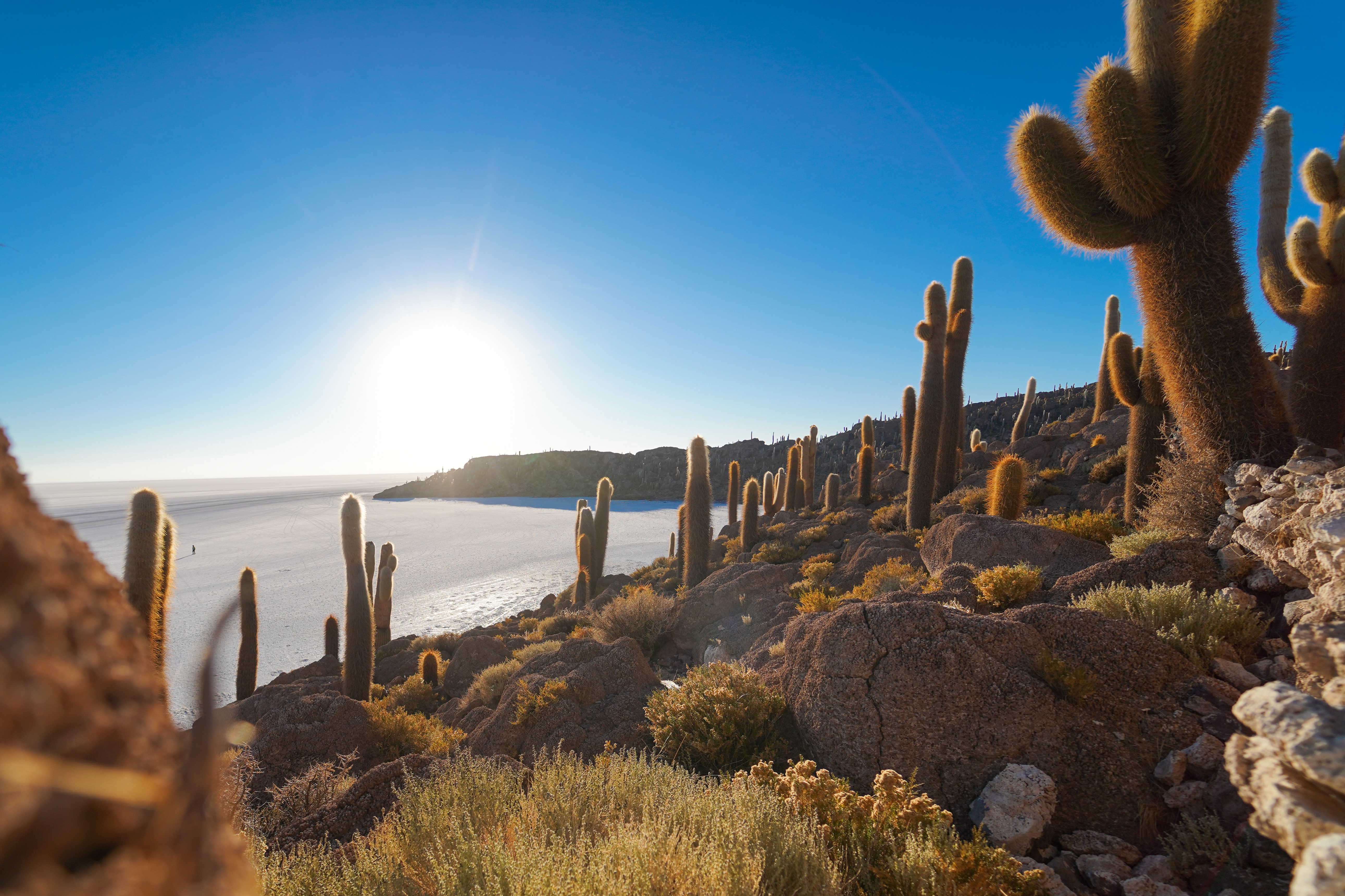 Cactus on Isla del Pescado, Salar de Uyuni, Bolivia HD Wallpaper