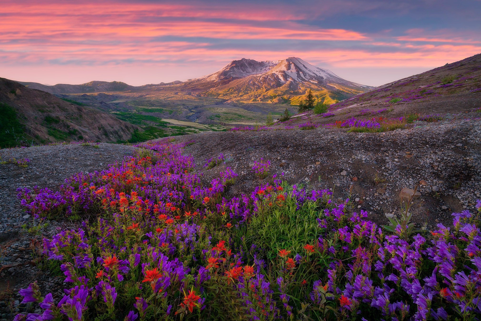 Mountain landscape with wildflowers at sunrise HD Wallpaper