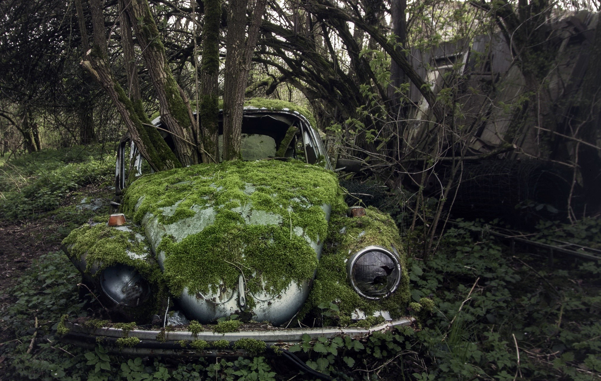 Overgrown car wreck in a forest HD Wallpaper