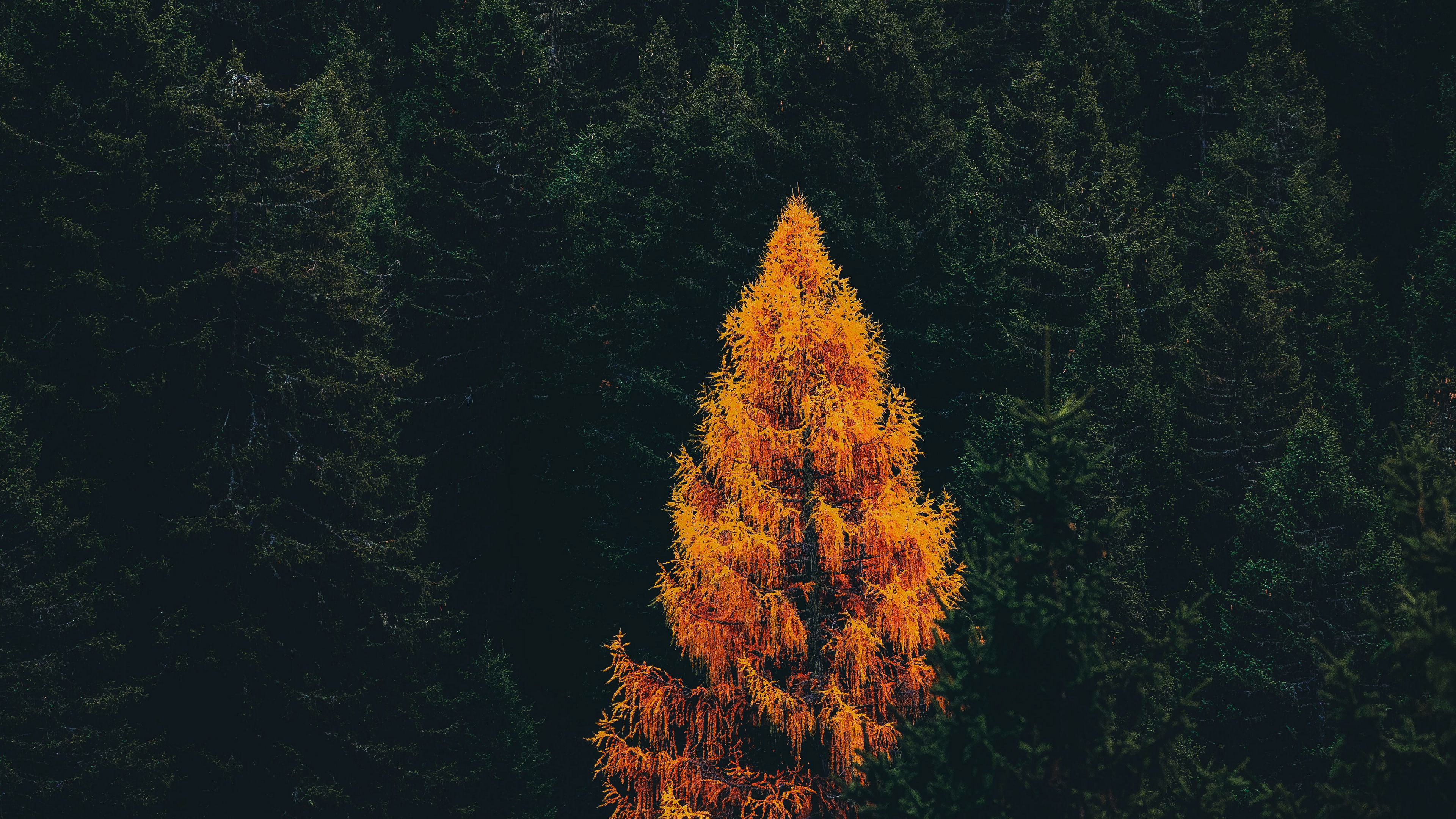 A lone golden tree stands out in a dark forest HD Wallpaper