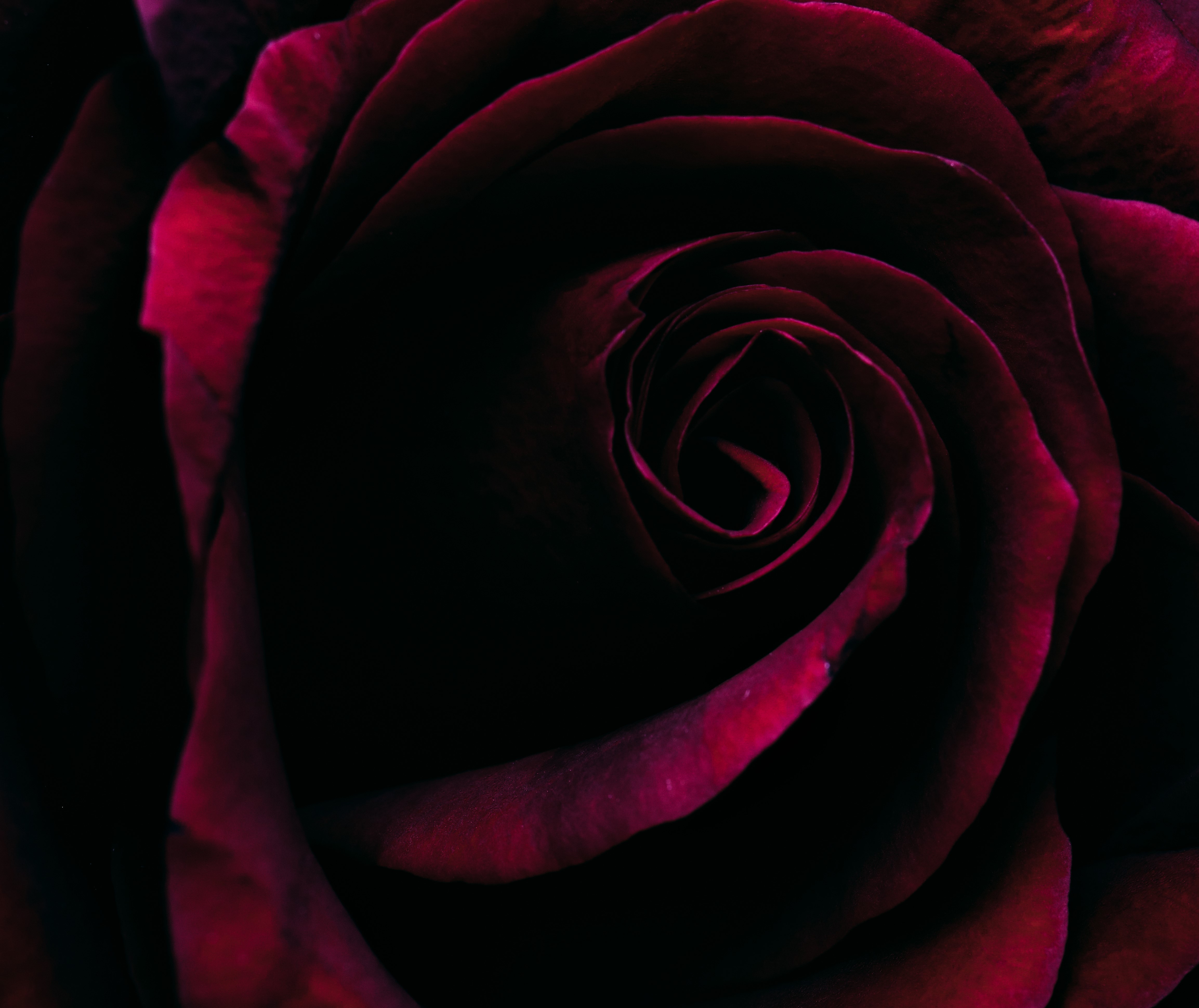 Macro shot of a dark red rose HD Wallpaper