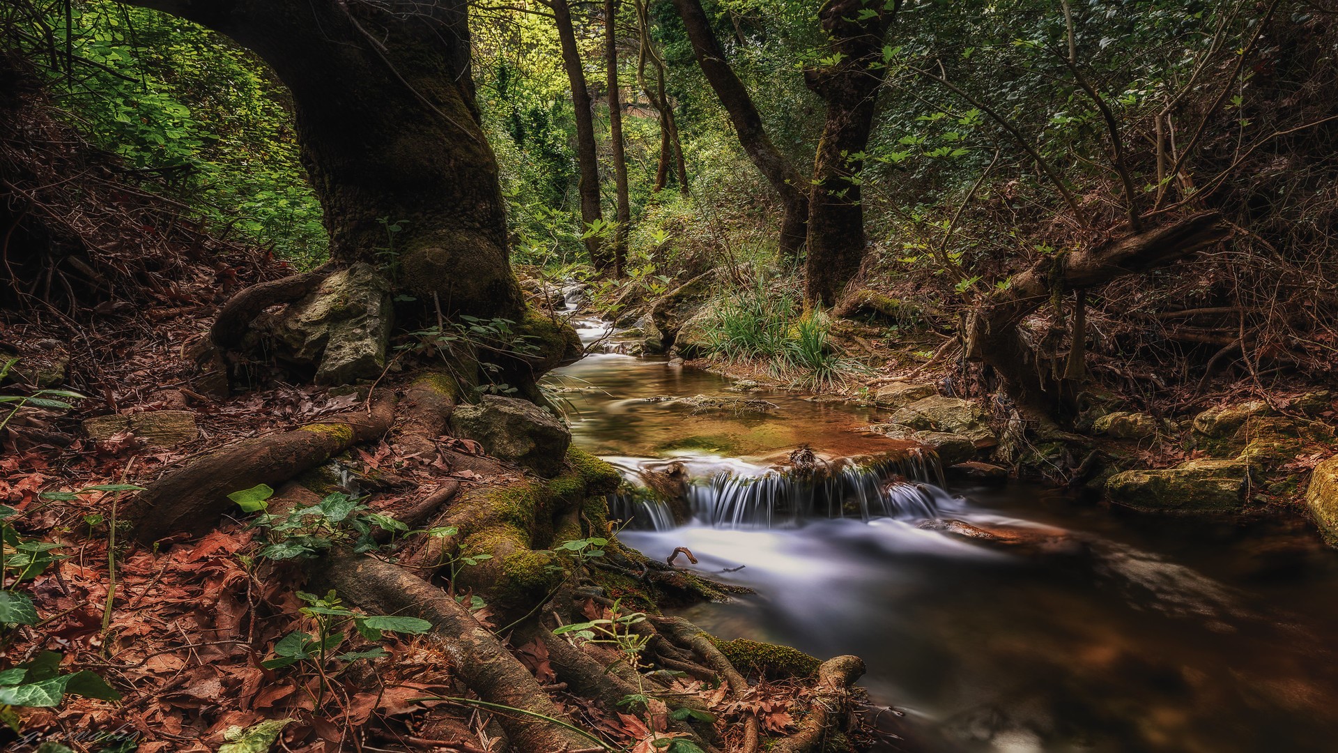 Forest stream flowing through trees with exposed roots HD Wallpaper