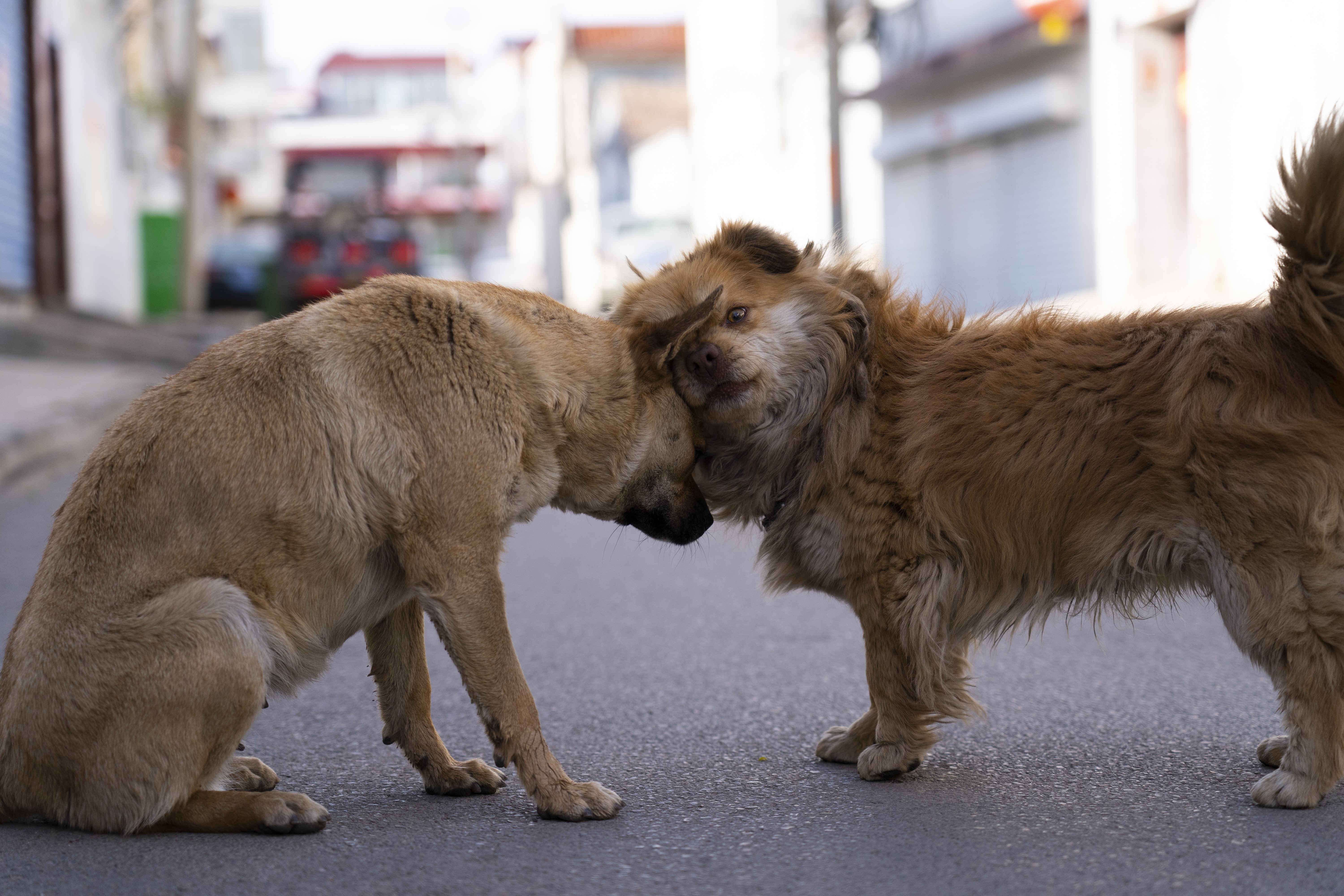 Two dogs interacting on a street HD Wallpaper