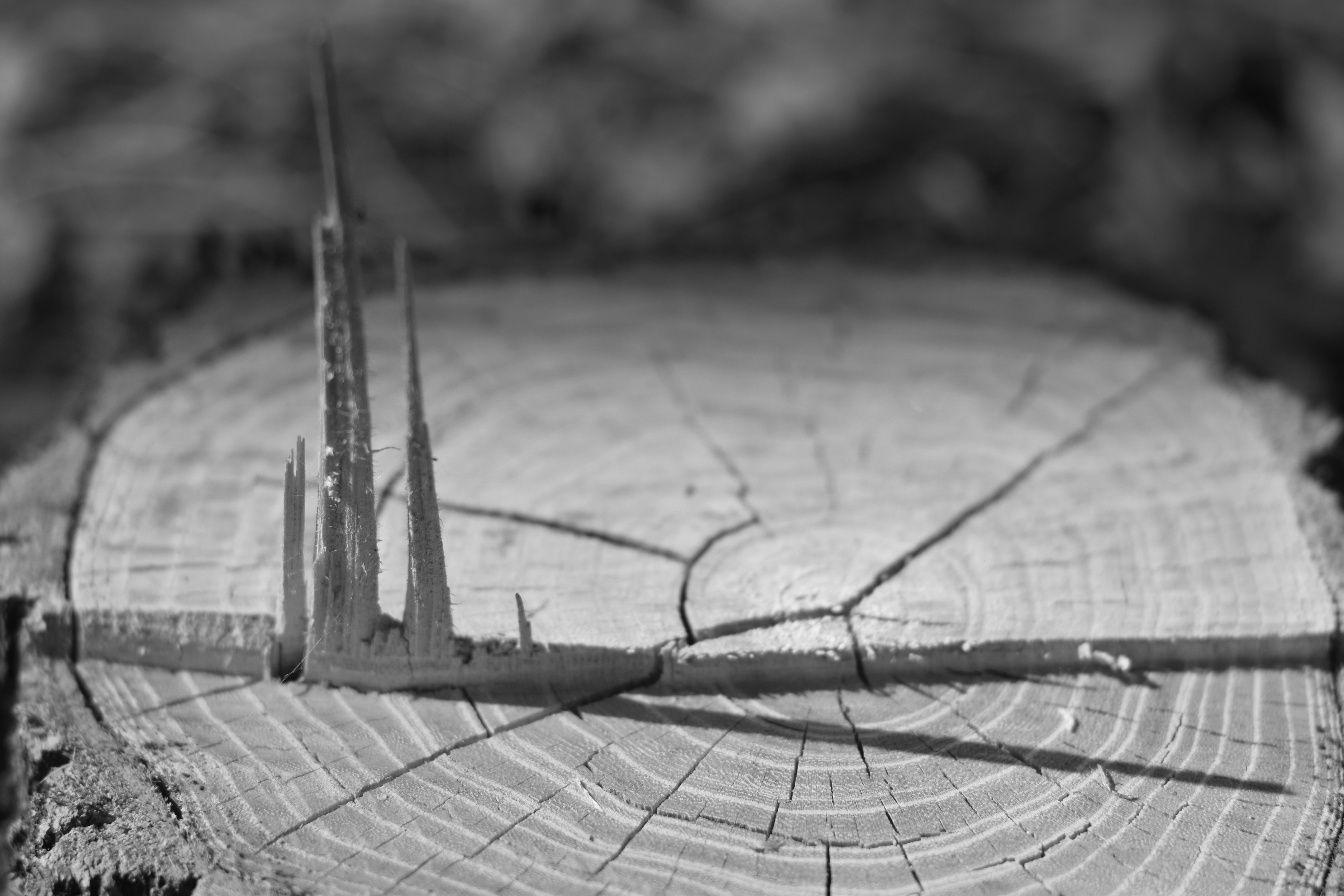Monochrome close-up of a tree stump HD Wallpaper