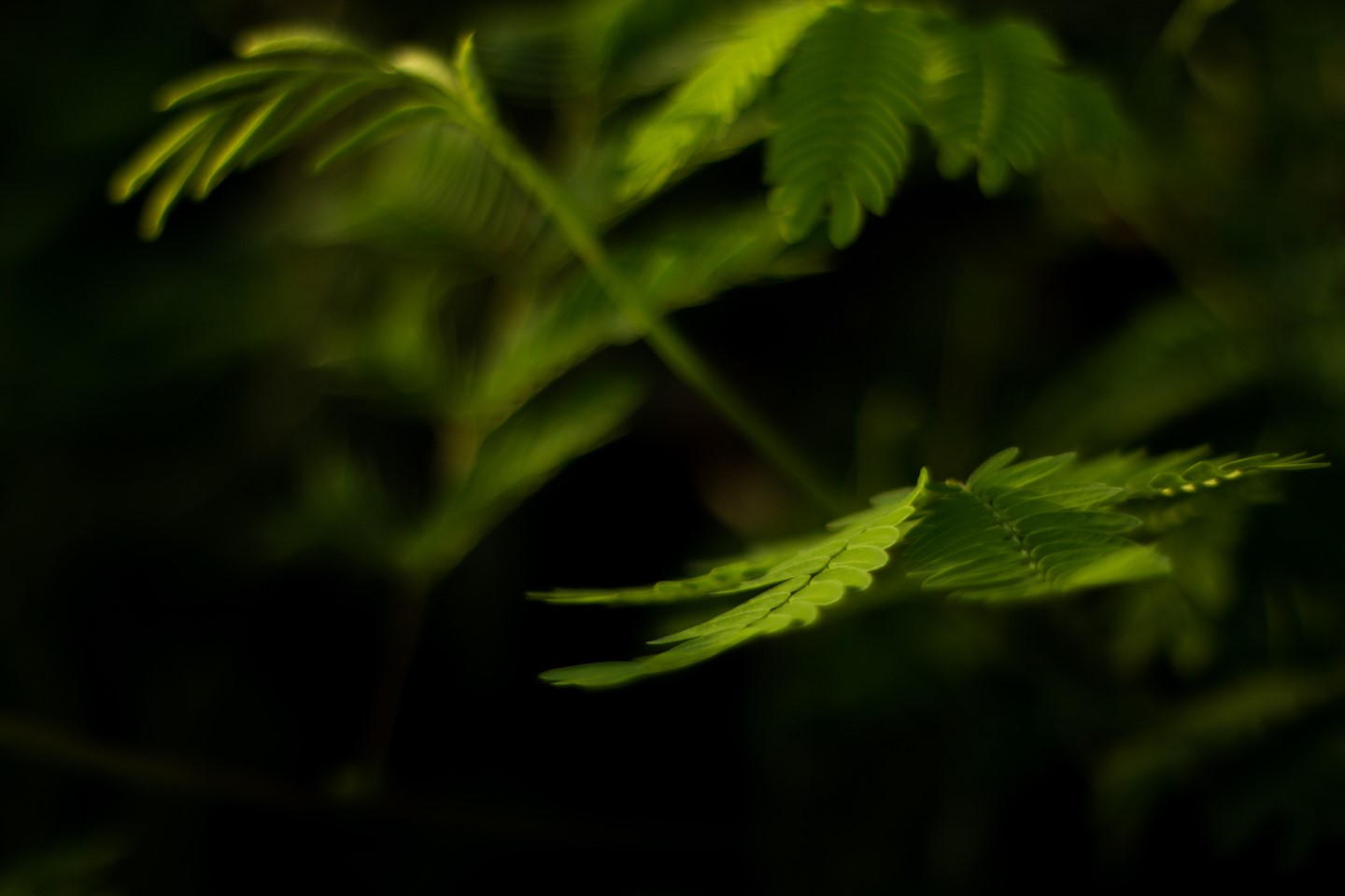Green leaves in a dark forest with bokeh HD Wallpaper