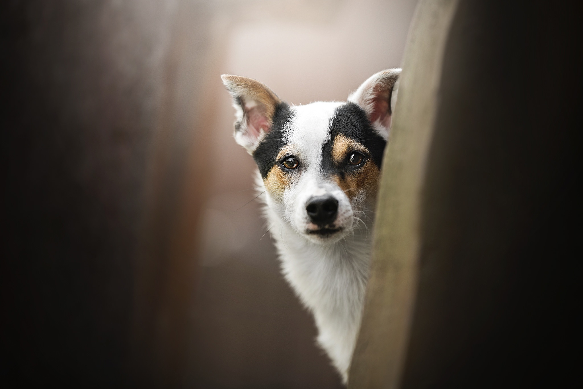A dog peeks from behind a wooden post HD Wallpaper