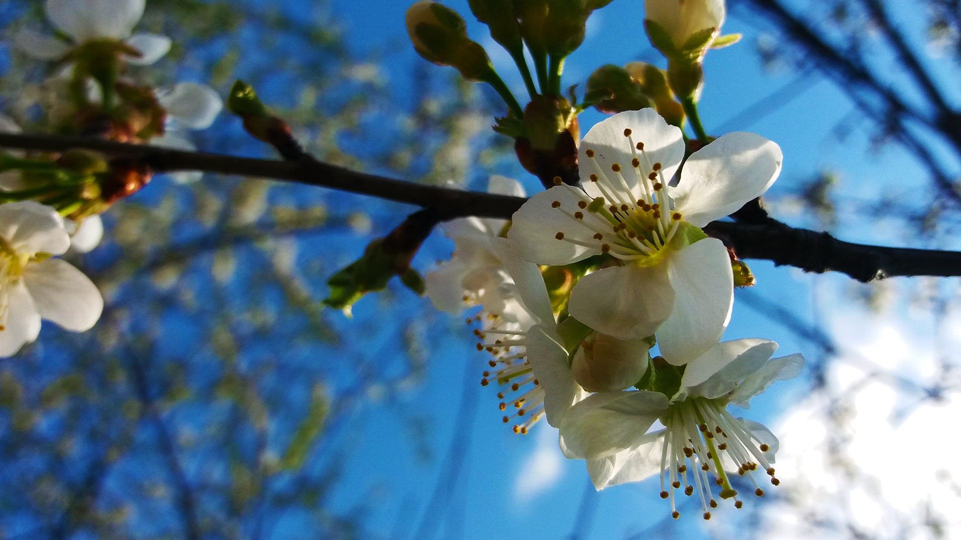 Cherry blossoms blooming on a branch against a blue sky HD Wallpaper