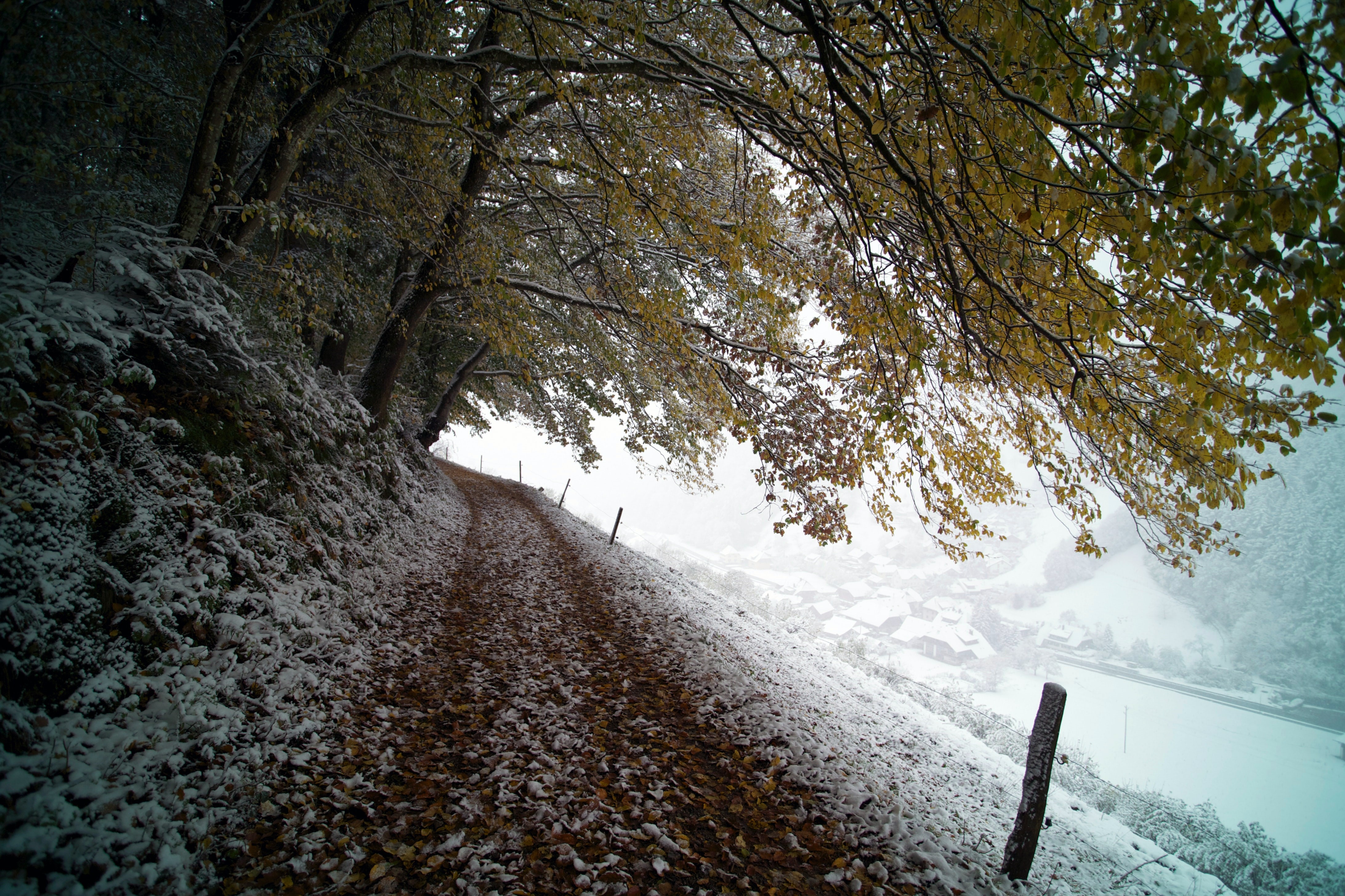 Snowy walkway in the Alps with autumn leaves HD Wallpaper