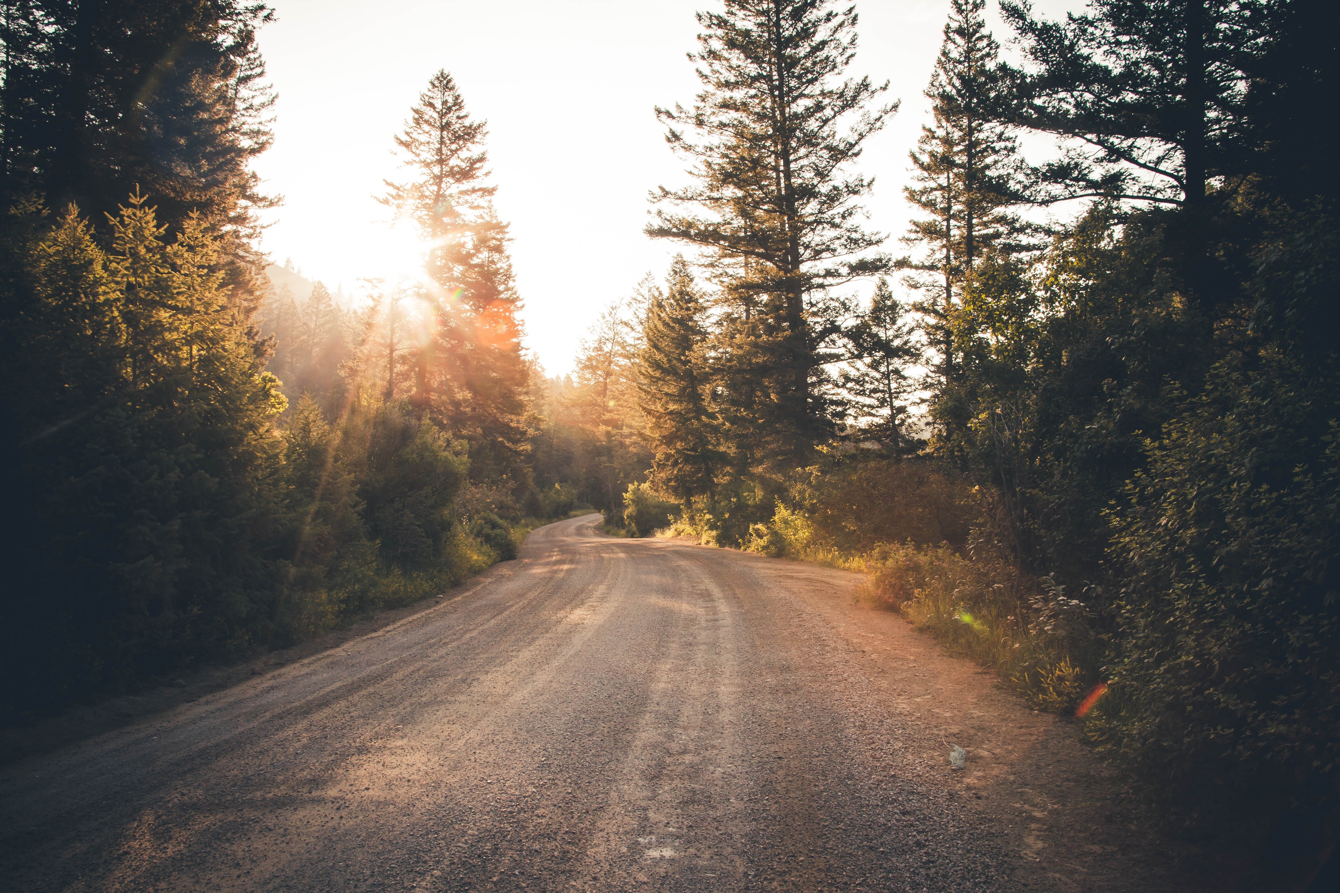 Road through a forest with sun rays HD Wallpaper