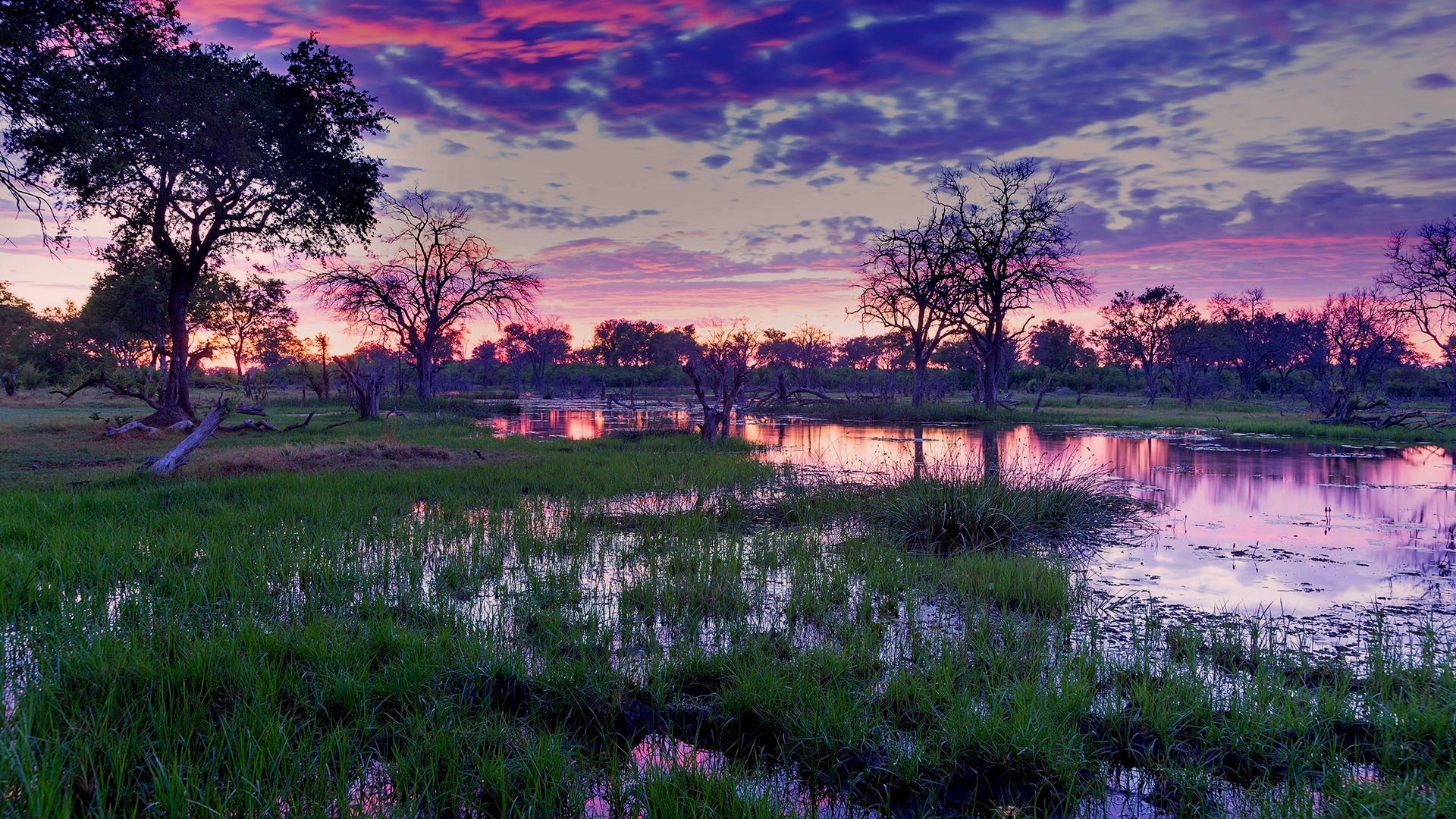 African landscape with trees and water at dawn HD Wallpaper